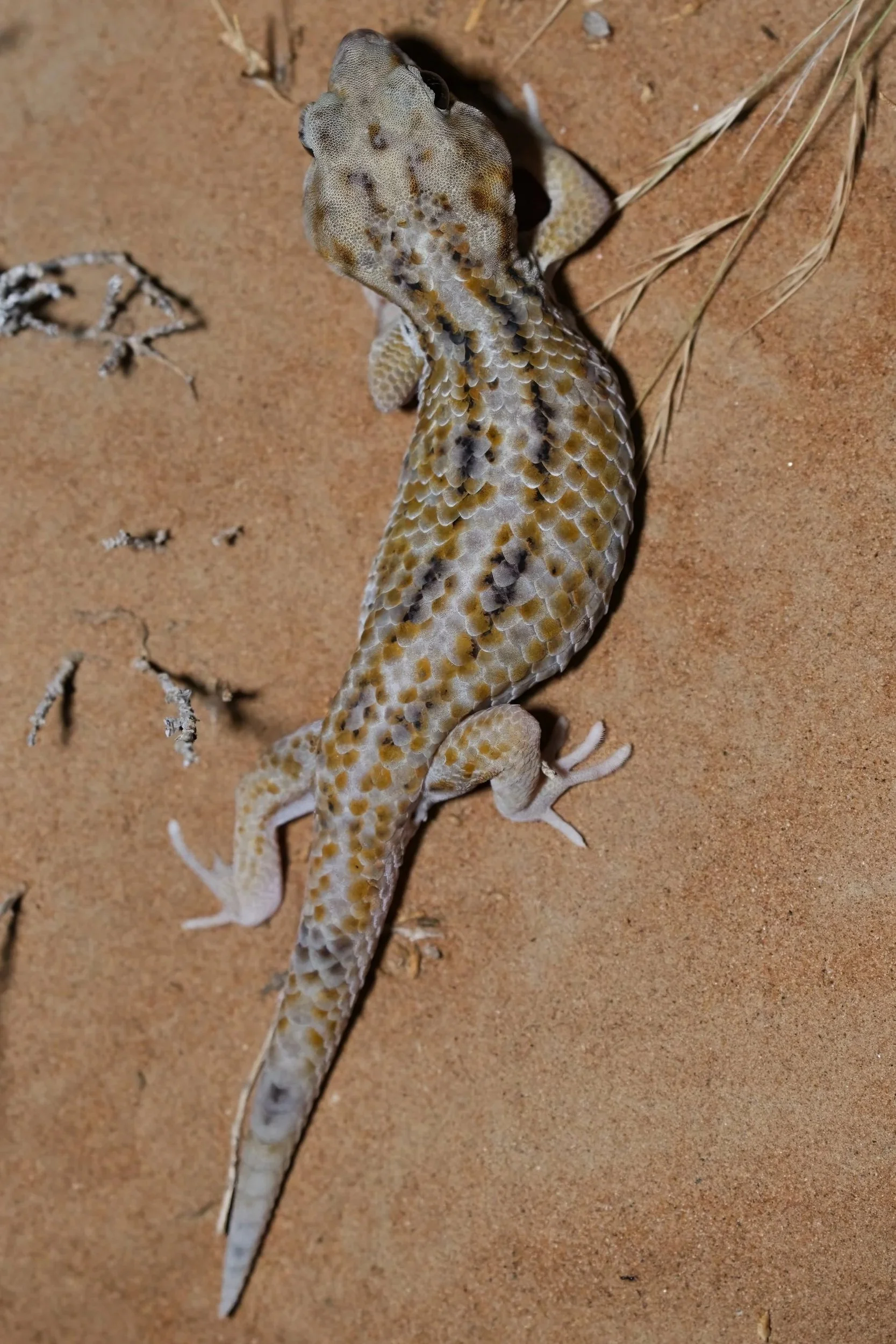 Keyserling's Wonder Gecko \ Teratoscincus keyserlingii