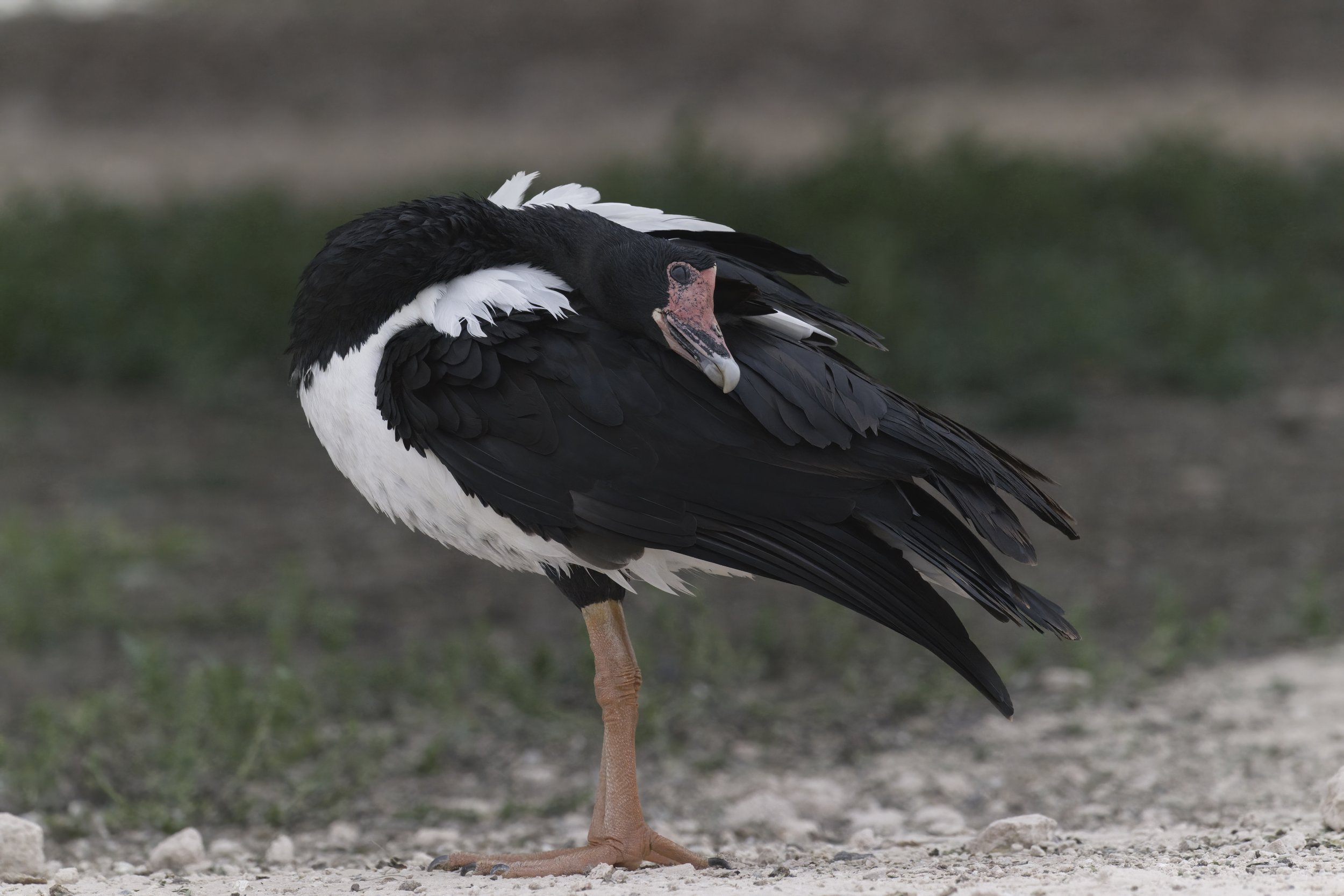Magpie Goose / Anseranas semipalmata