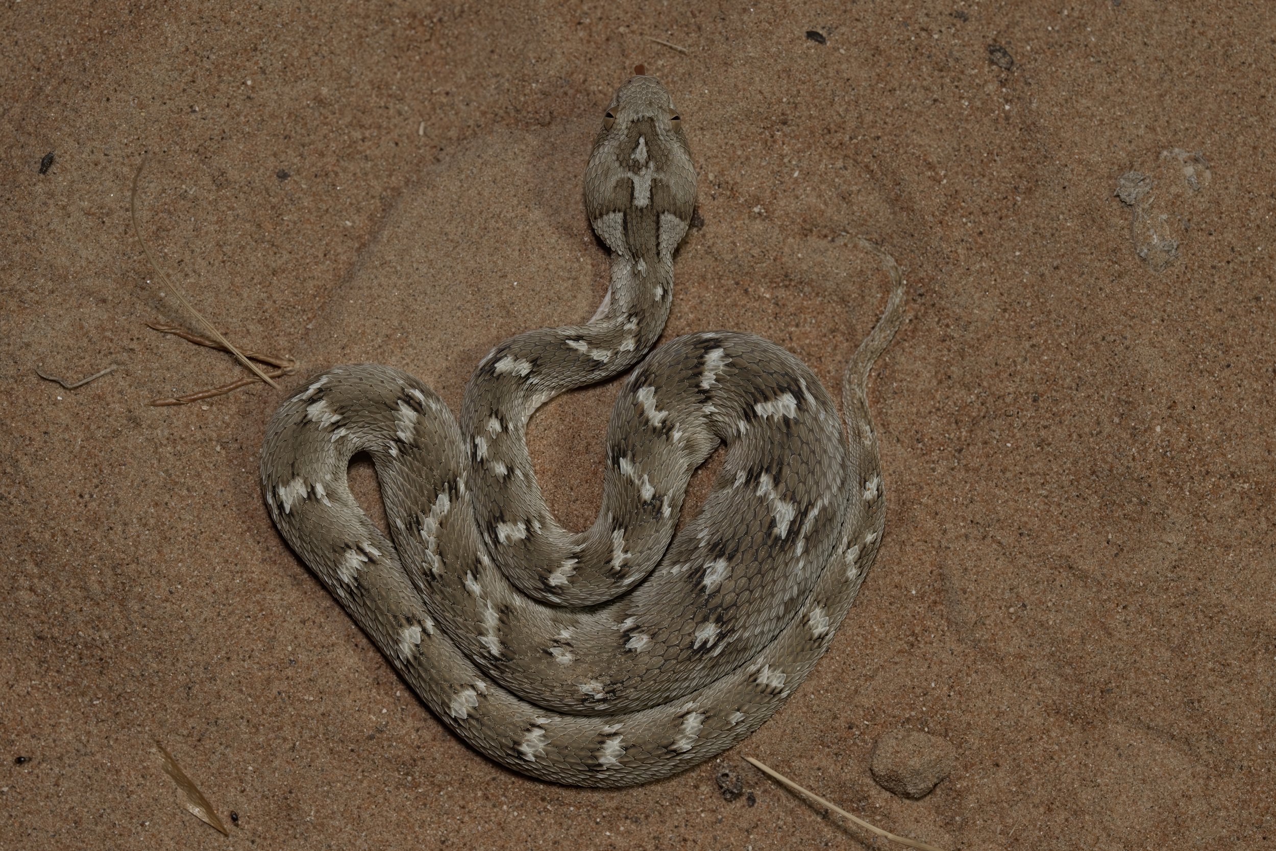 A rattlesnake coiled on sandy ground, facing upward with its head slightly raised.