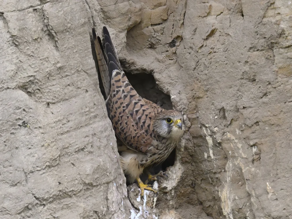Eurasian Kestrel — Eurasian Kestrel Closeups