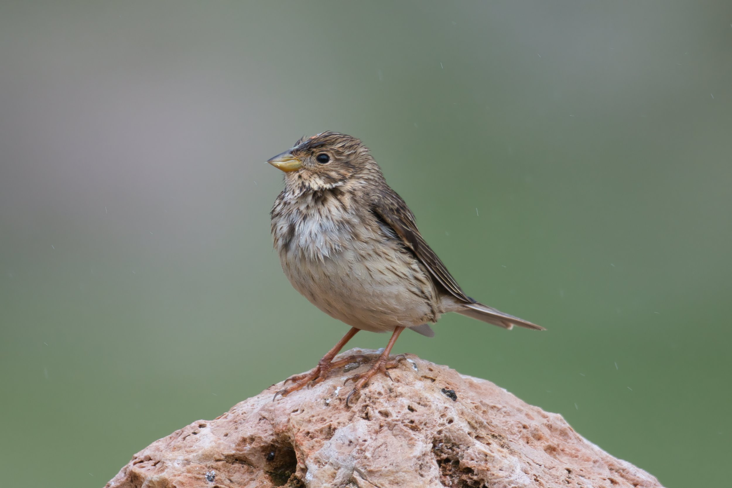 Corn Bunting - Lebanon Lebanon