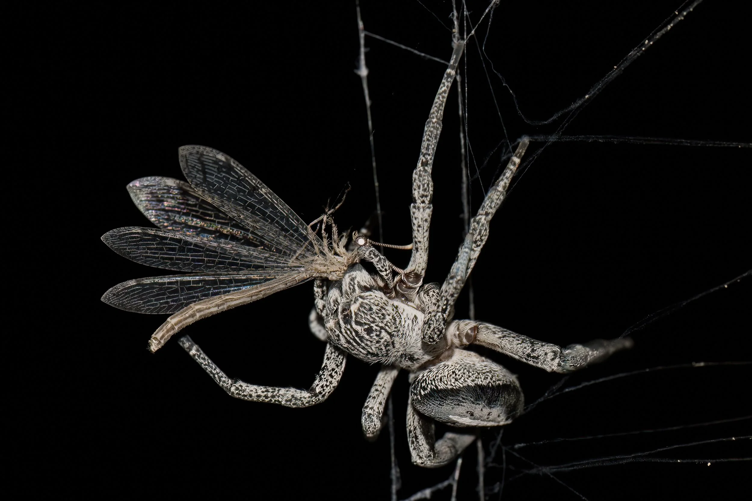 Desert Velvet Spider | العنكبوت المخملي الصحراوي | Stegodyphus lineatus