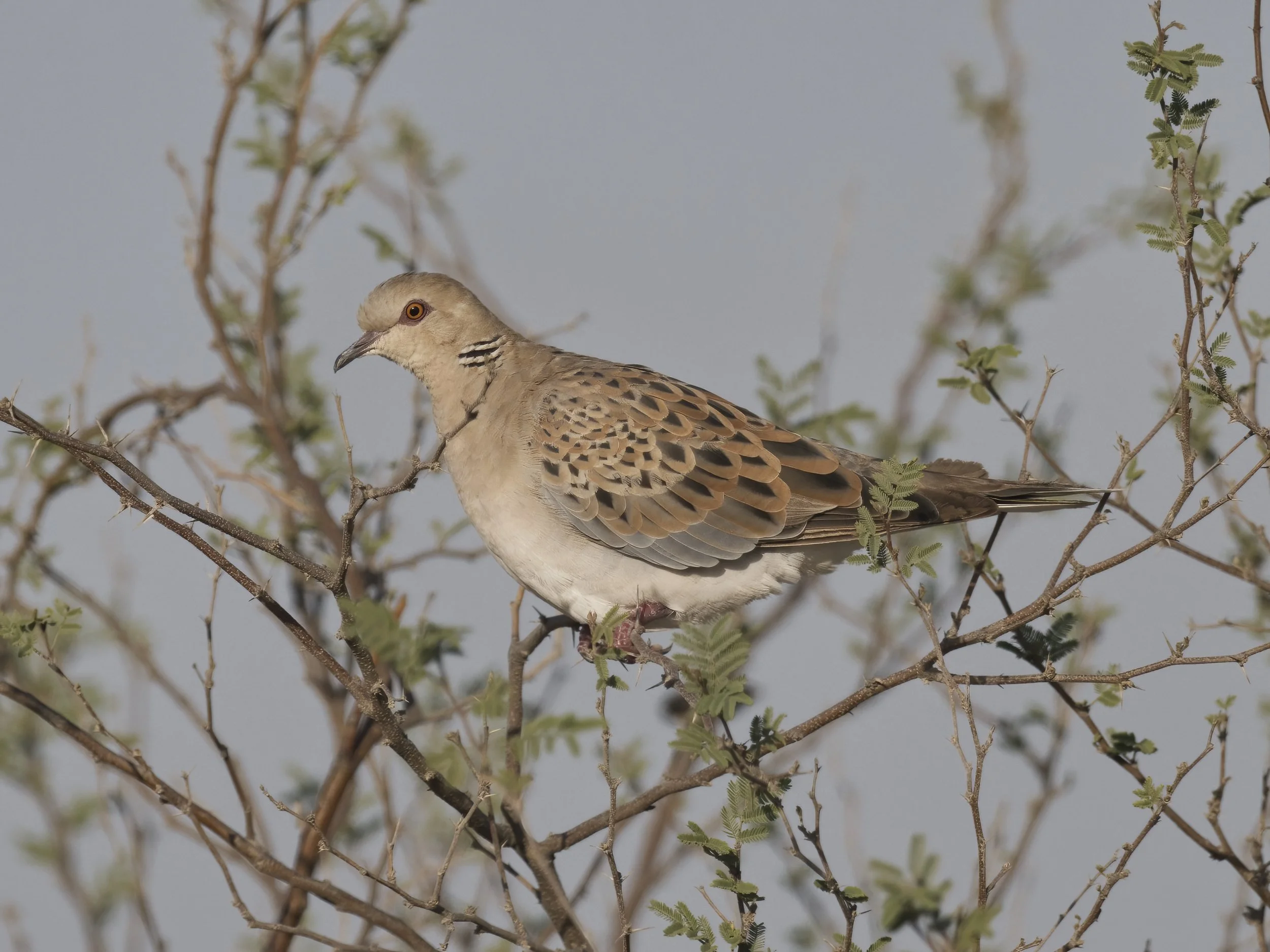 European Turtle-dove (Streptopelia turtur)