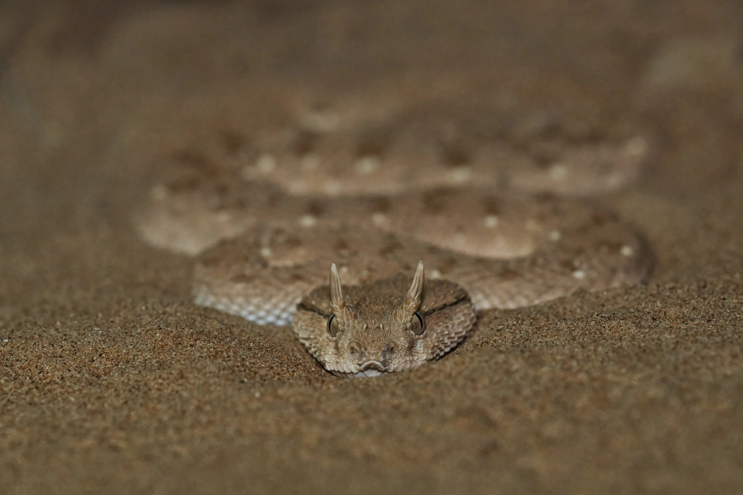 Arabian Horned Viper_Z090520.jpeg
