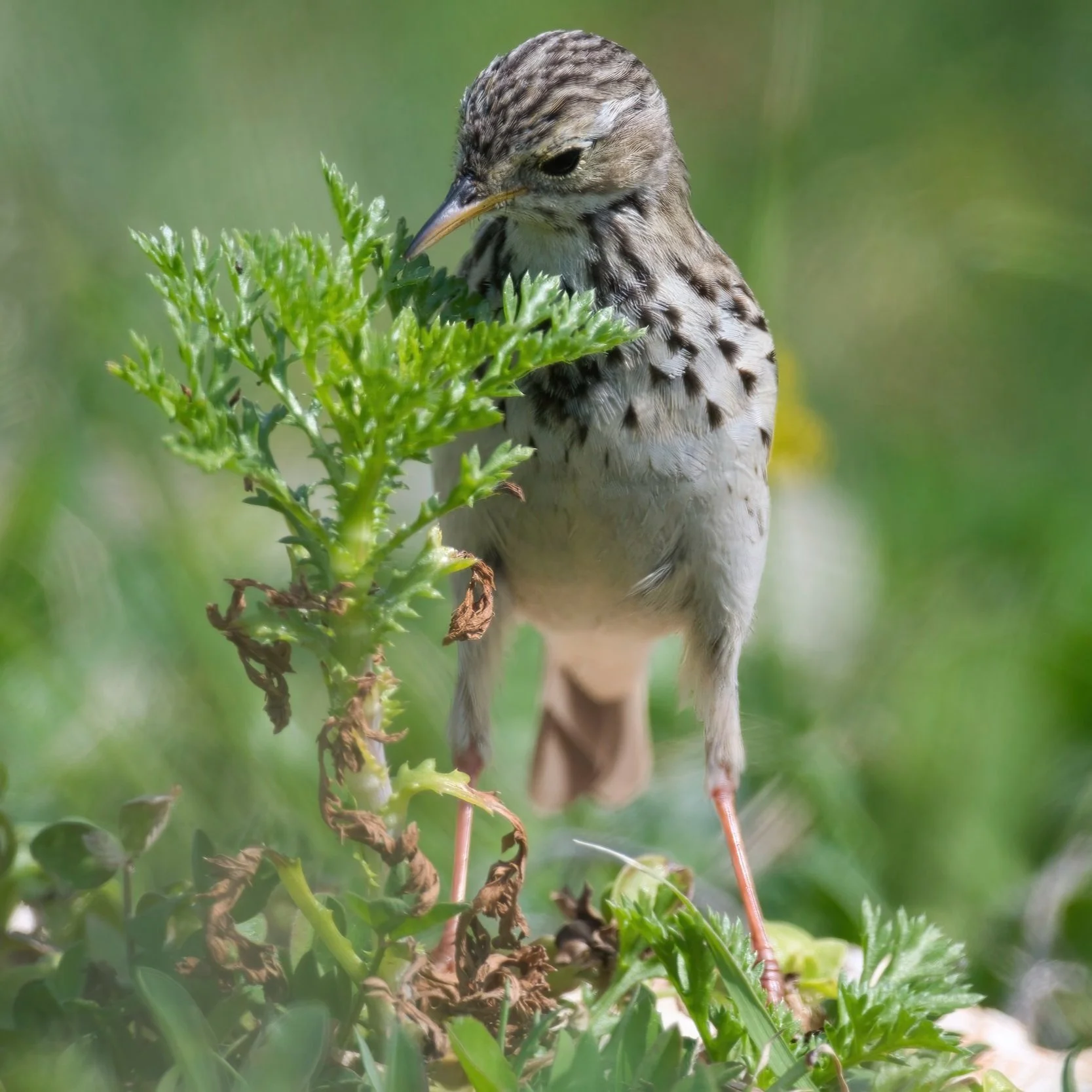 Meadow Pipit \ Anthus pratensis