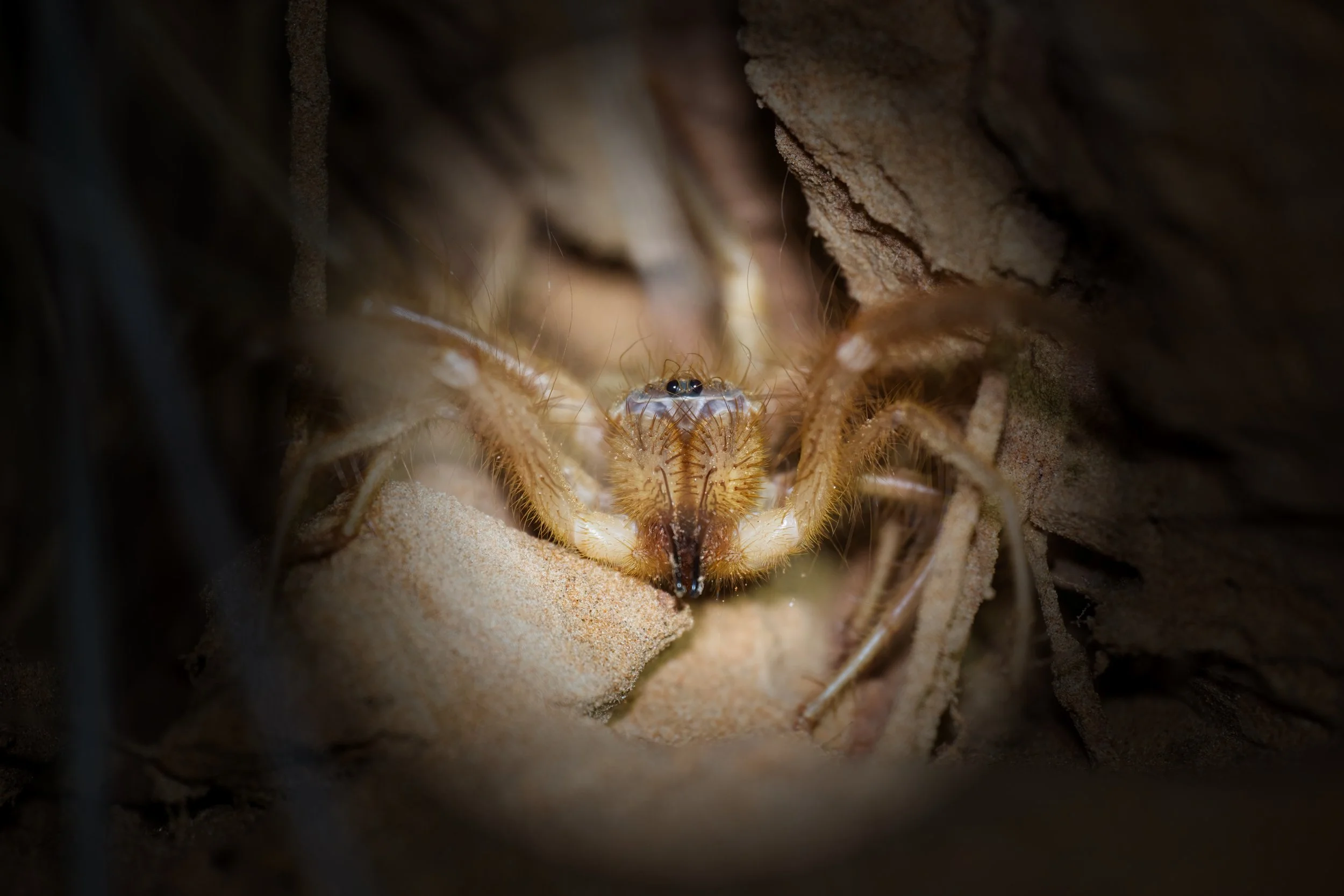 A close-up of a small spider or similar arthropod in a sandy, rocky environment, partially hidden within a crevice.