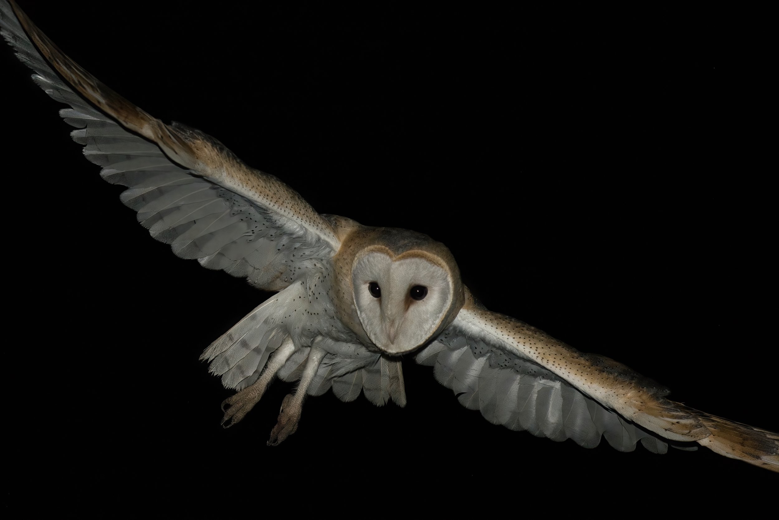 Barn Owl (Tyto alba) in flight