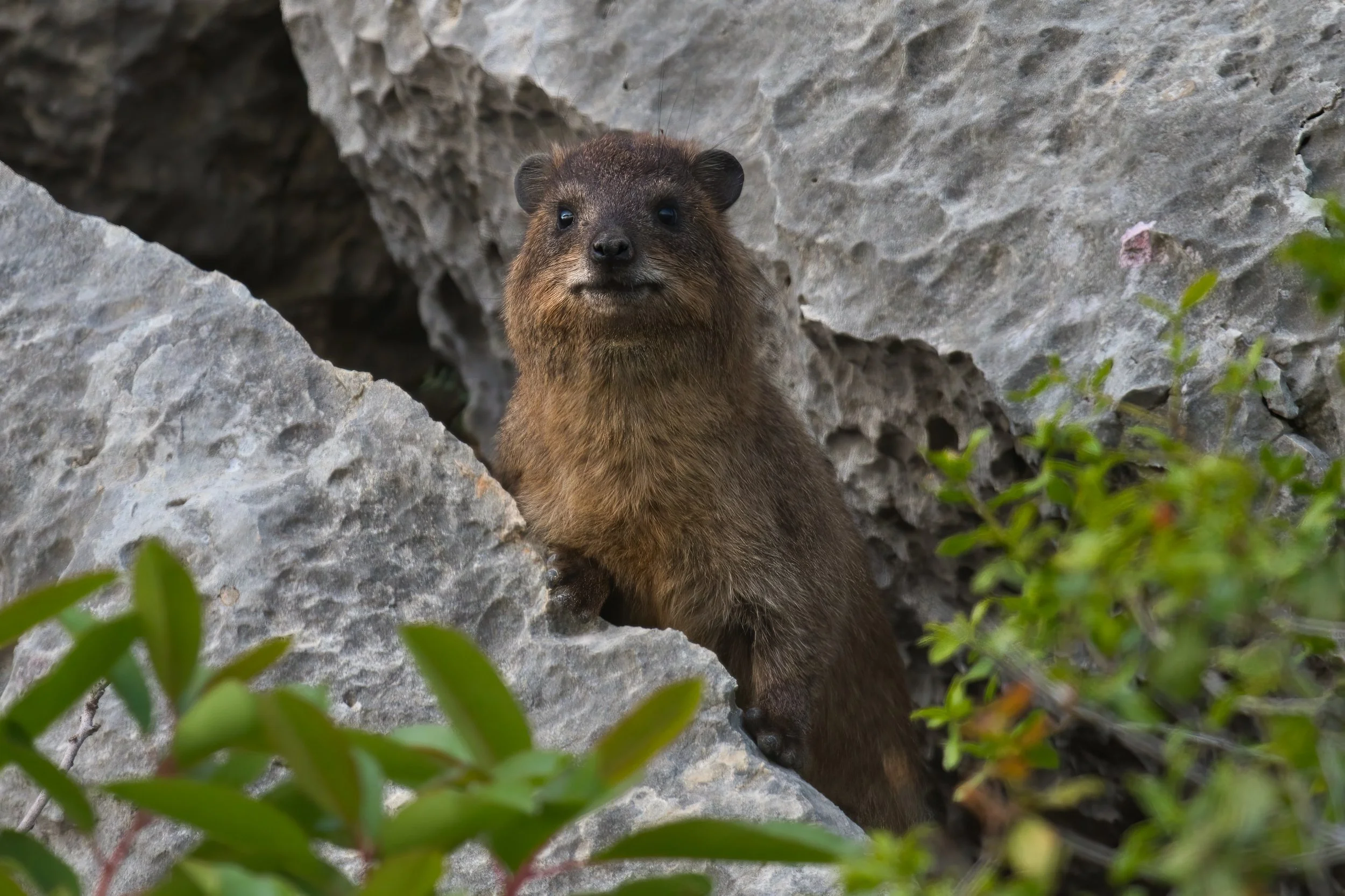 Rock Hyrax wildlife lebanon