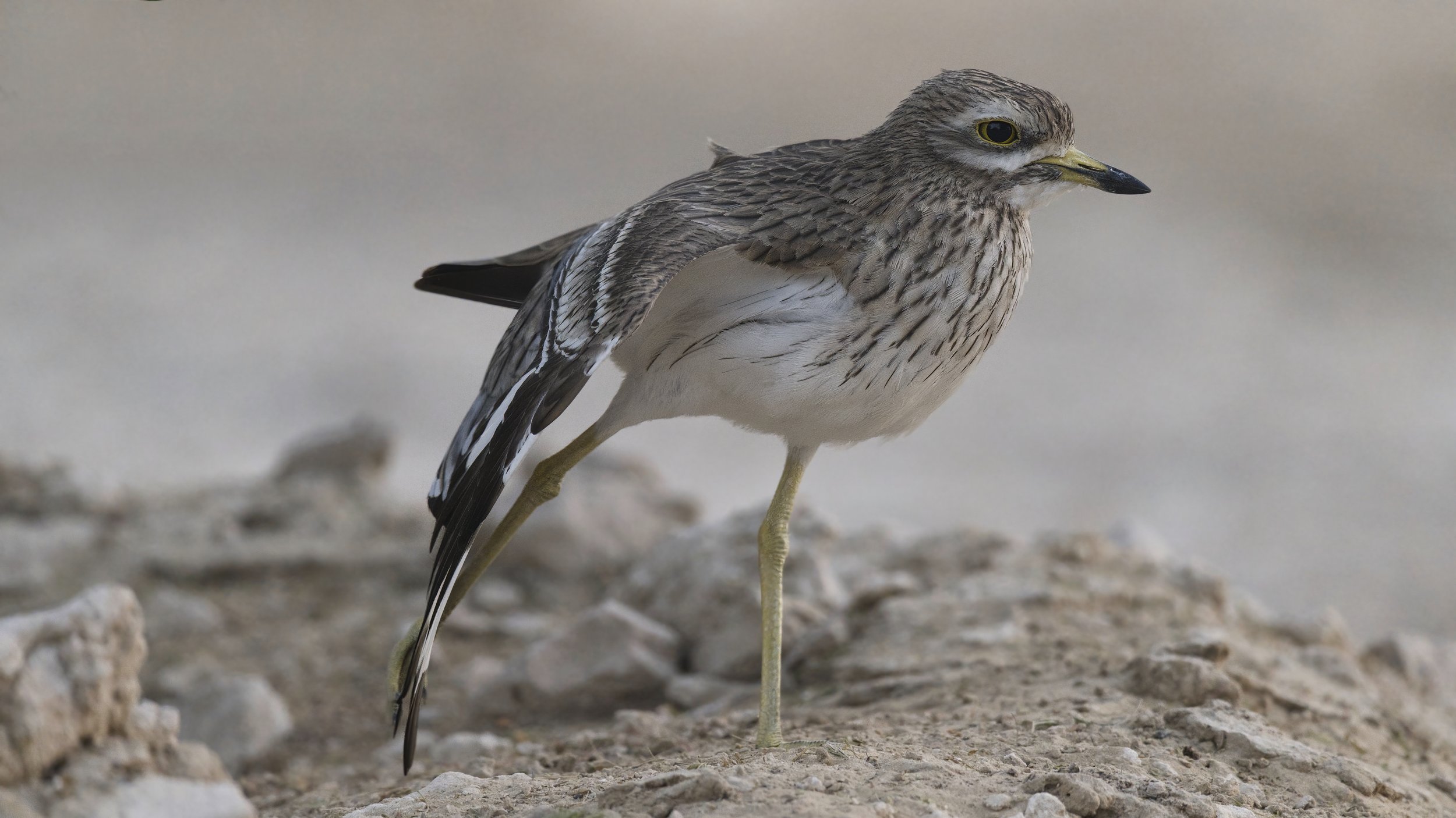Z09_9679-Thick knee.jpeg