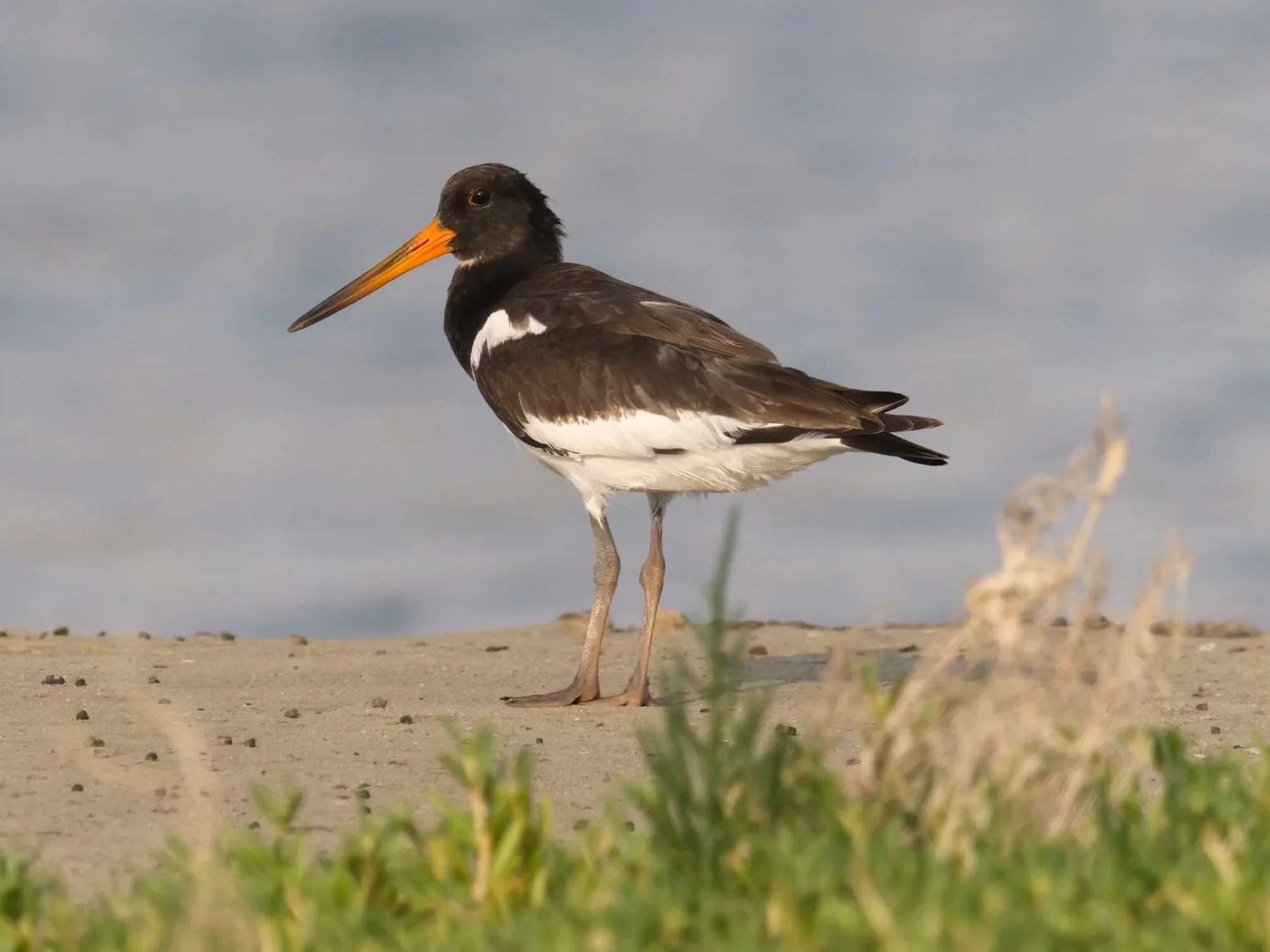 Canvas Print - Oystercatcher - Square