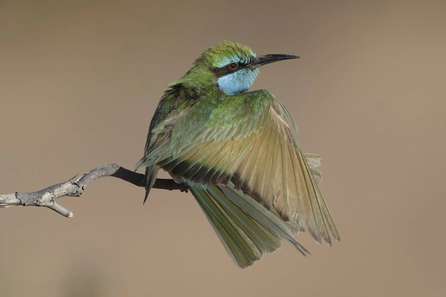 Arabian Green Bee-eater, UAE