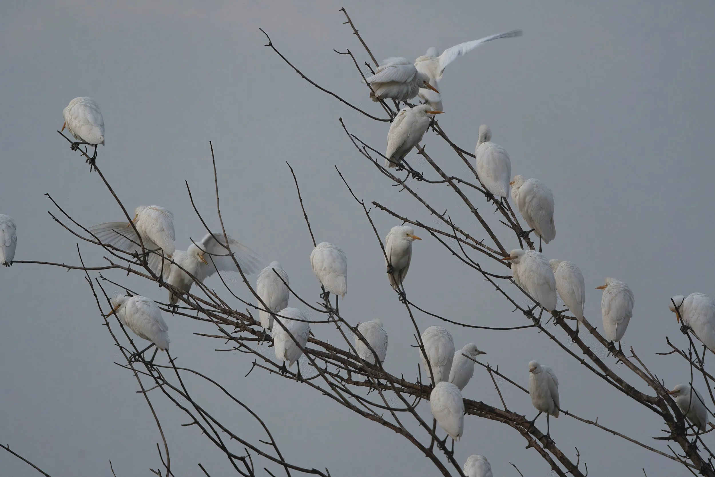 بلشون الماشية ، أبو قردان
