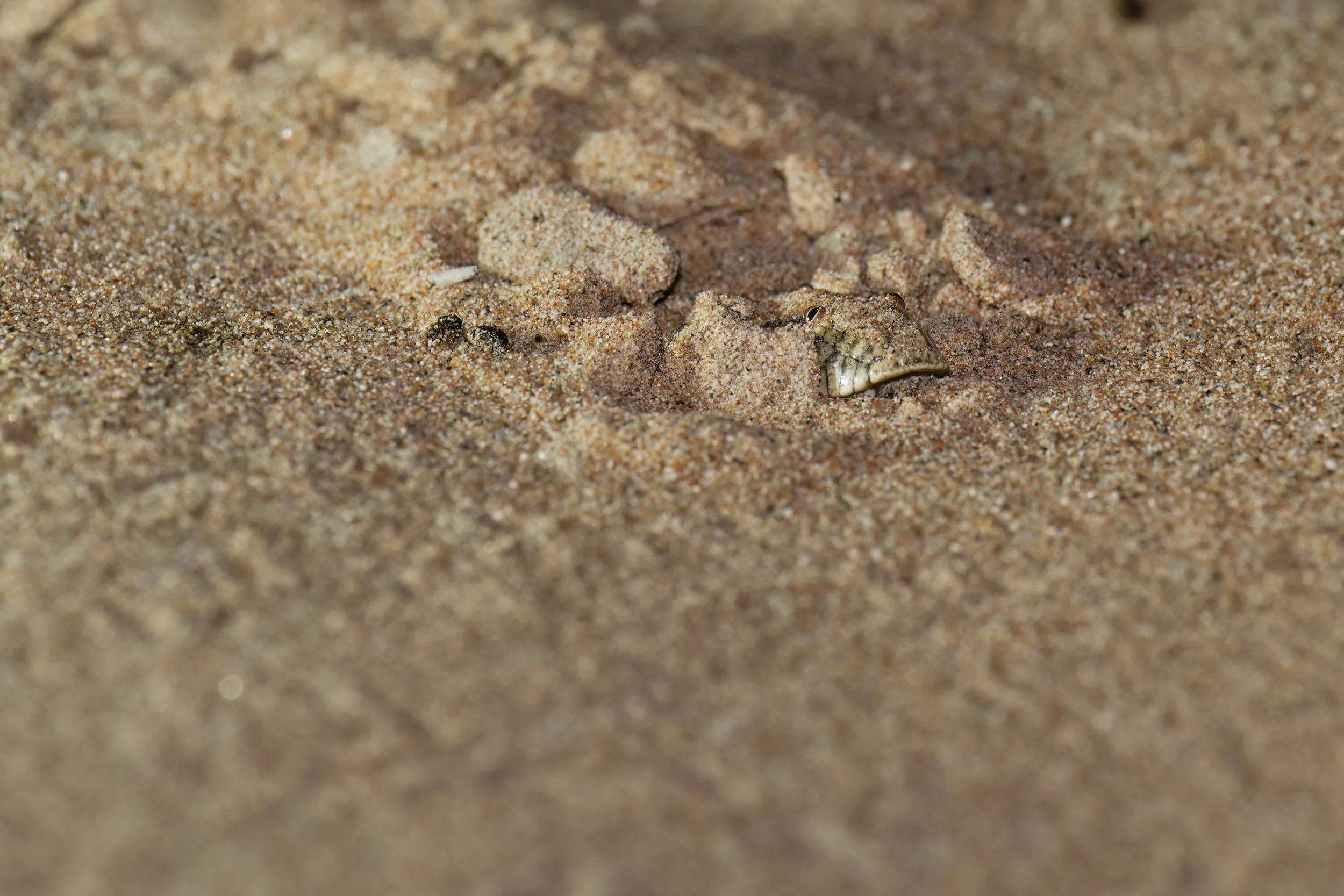 Arabian Sand Boa (Eryx jayakari)