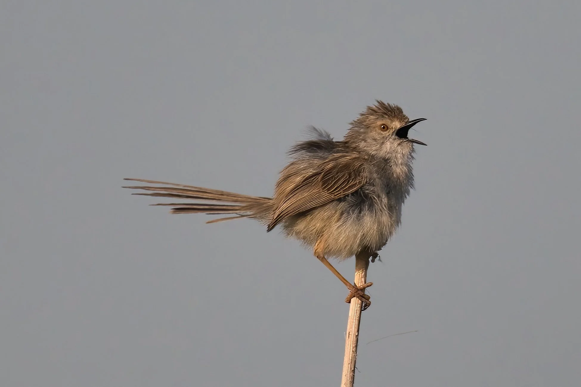 Graceful Prinia D54_7778.jpeg