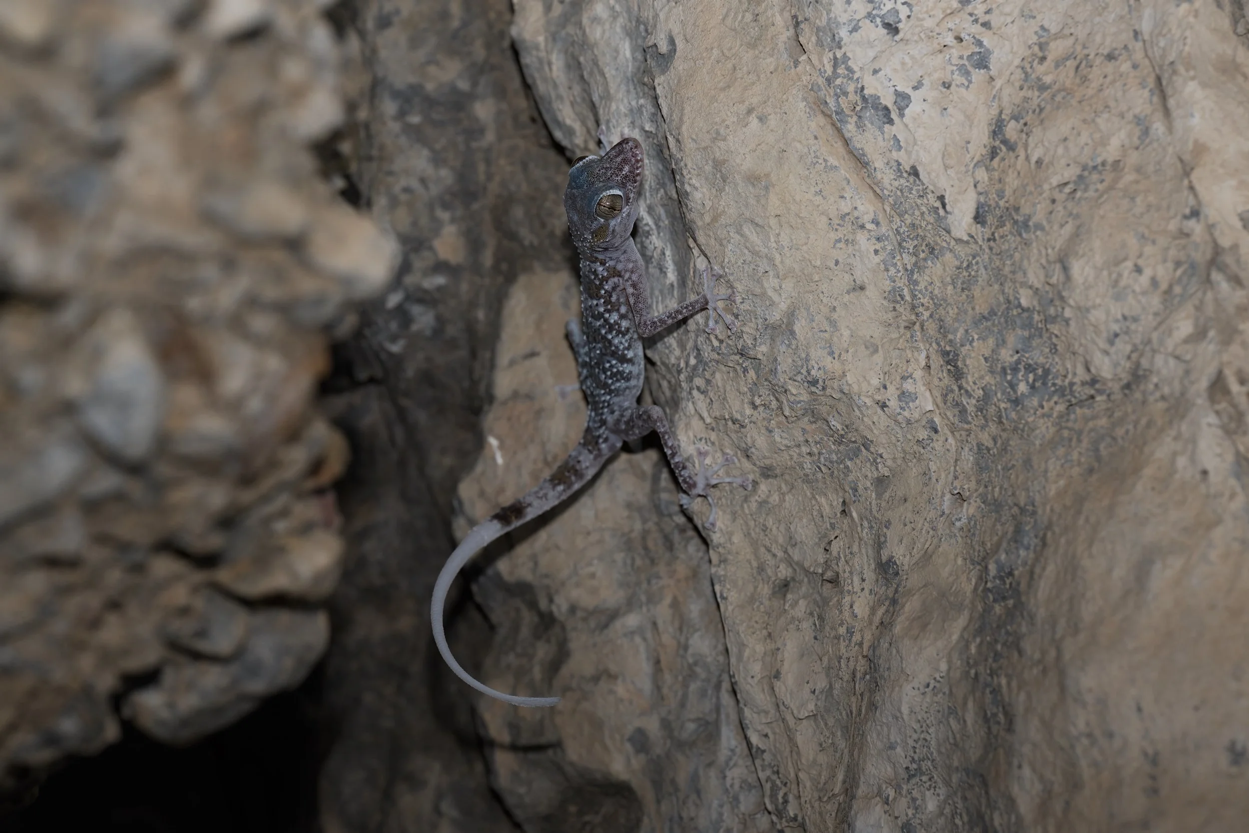 Hajar Mountain range endemic reptiles