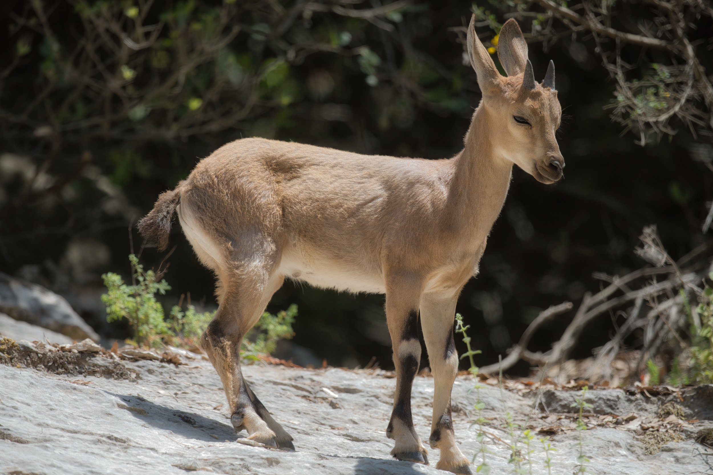 Nubian Ibex - Lebanon Lebanon