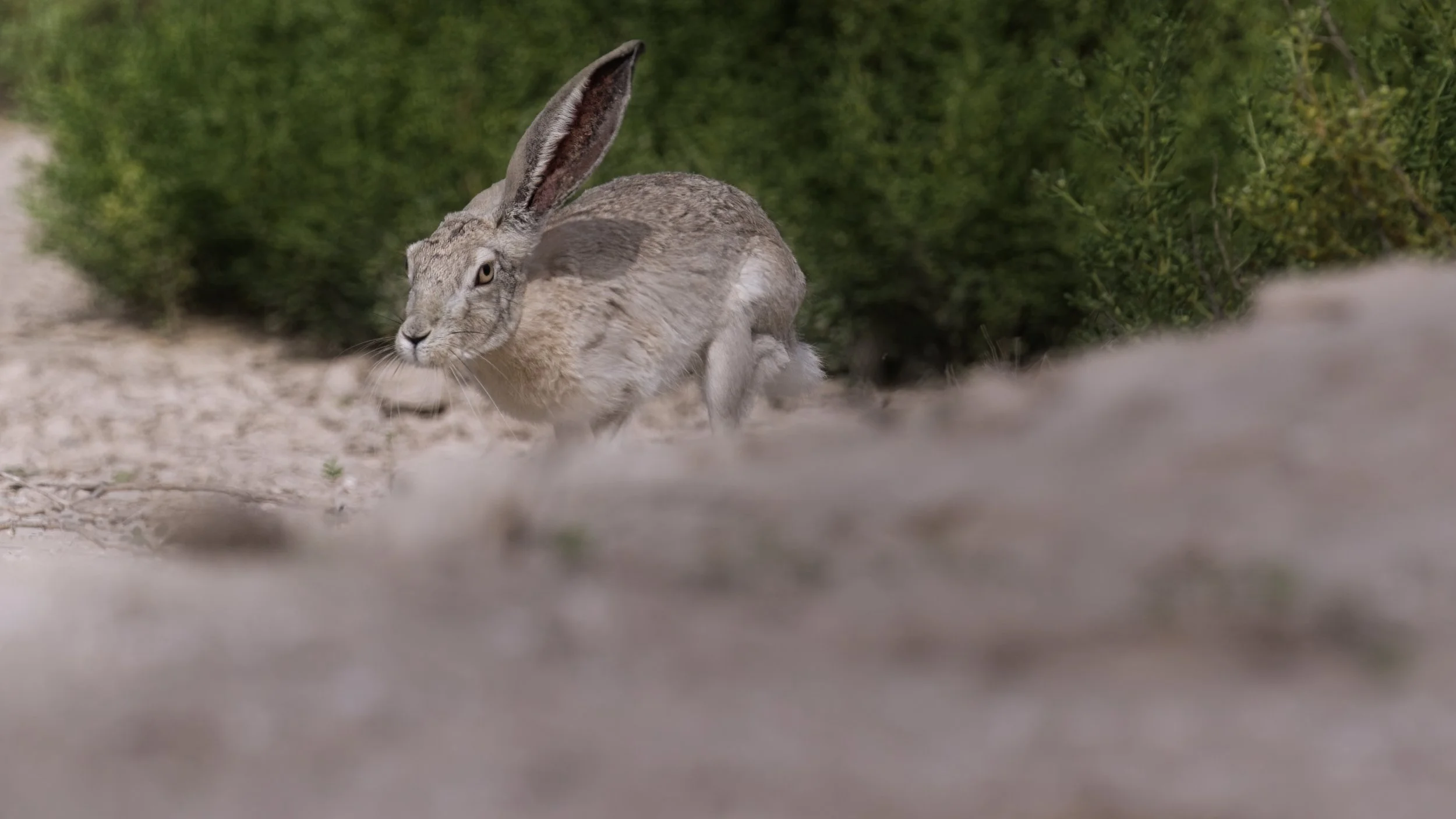 Mammals of UAE