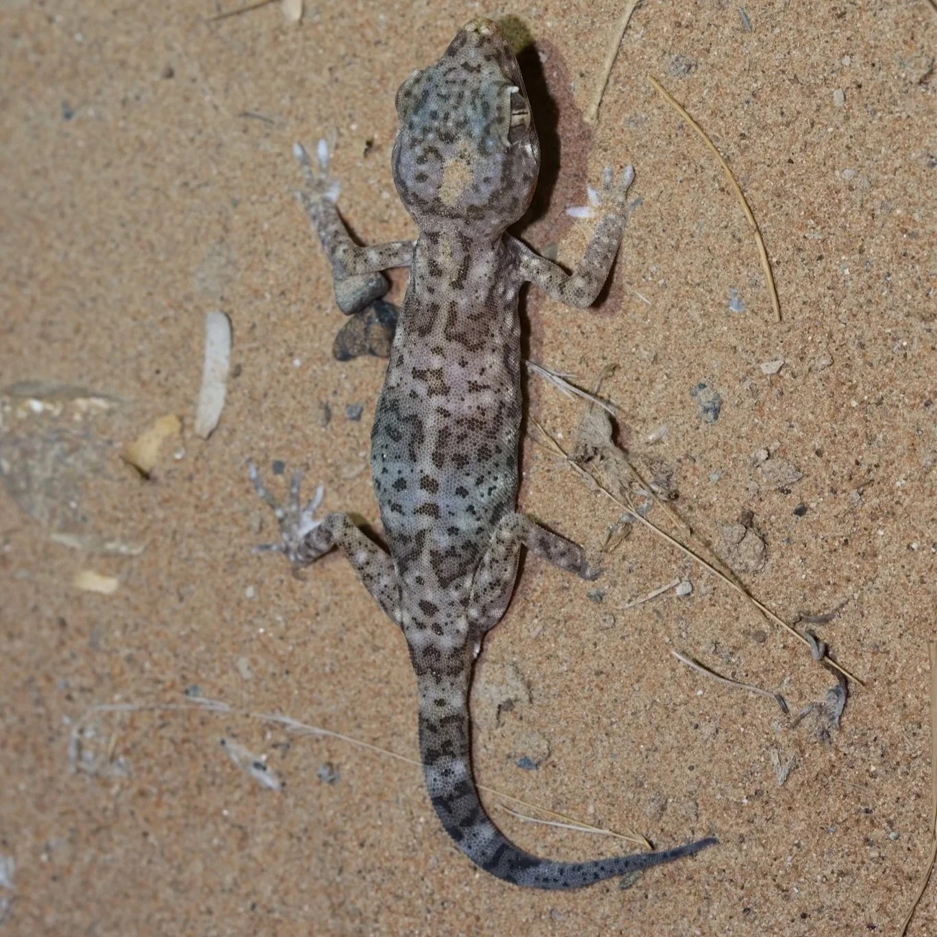 Eastern Sand Gecko \ Stenodactylus leptocosymbotes
