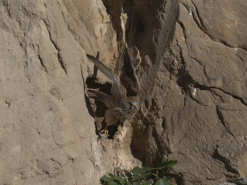 Eurasian Kestrel — Eurasian Kestrel Leaving The Nest