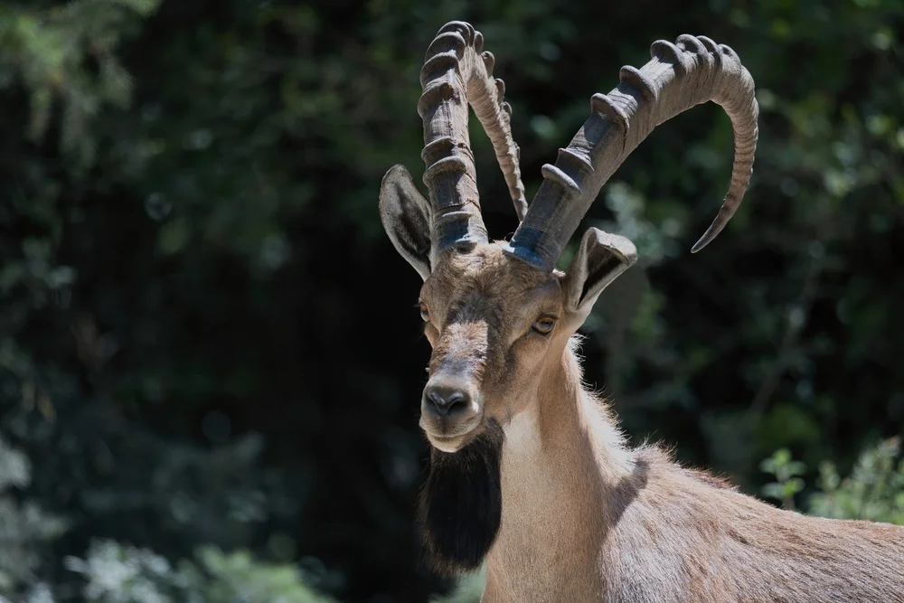 Wildlife lebanon
