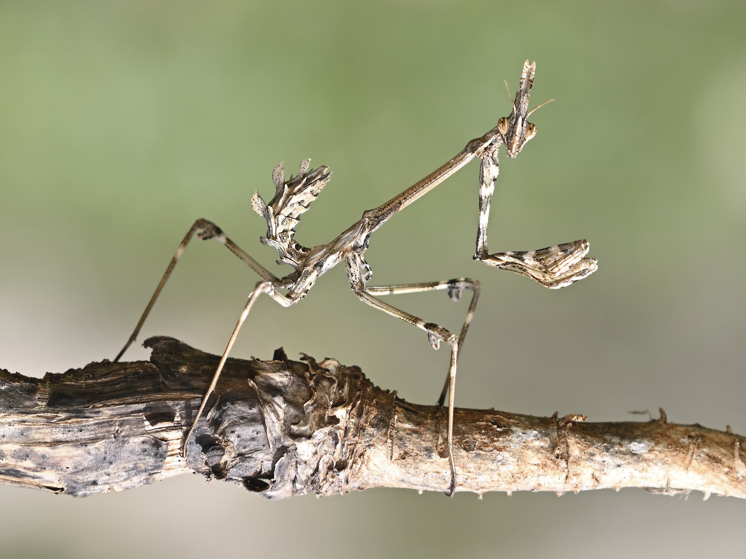 Conehead Mantis (Empusa pennata)