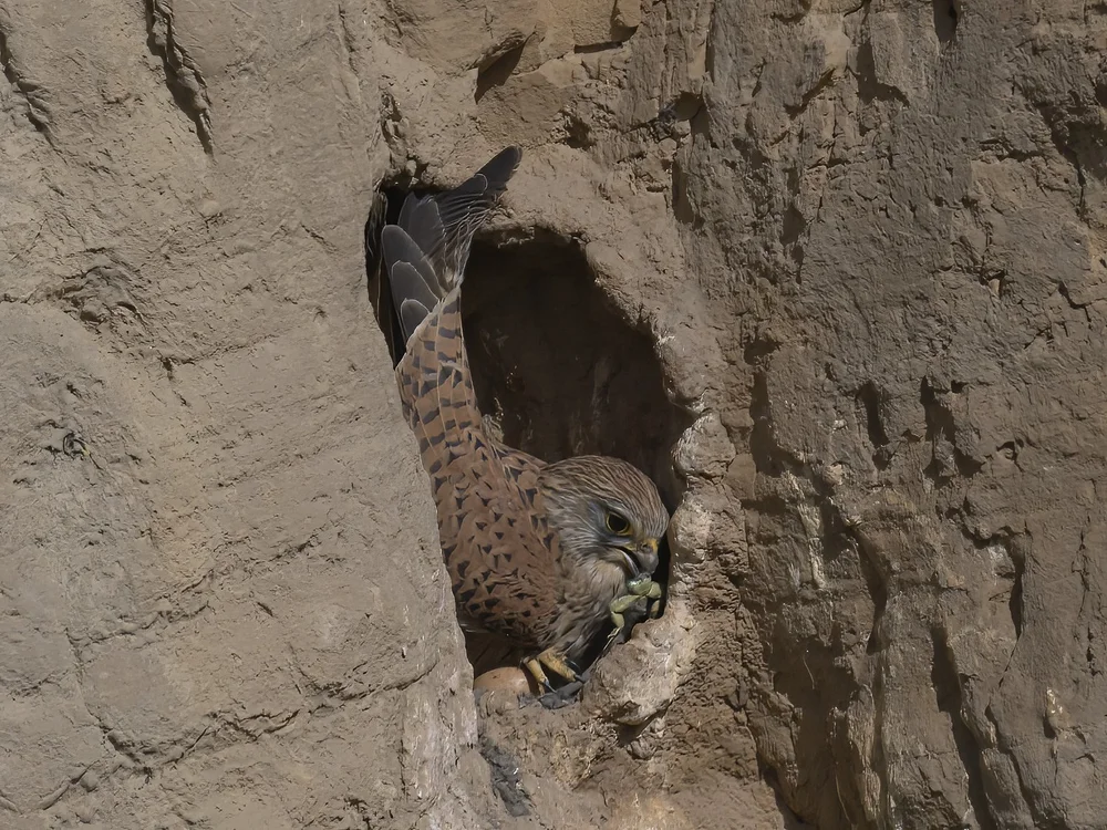 Eurasian Kestrel — Eurasian Kestrel Food Time