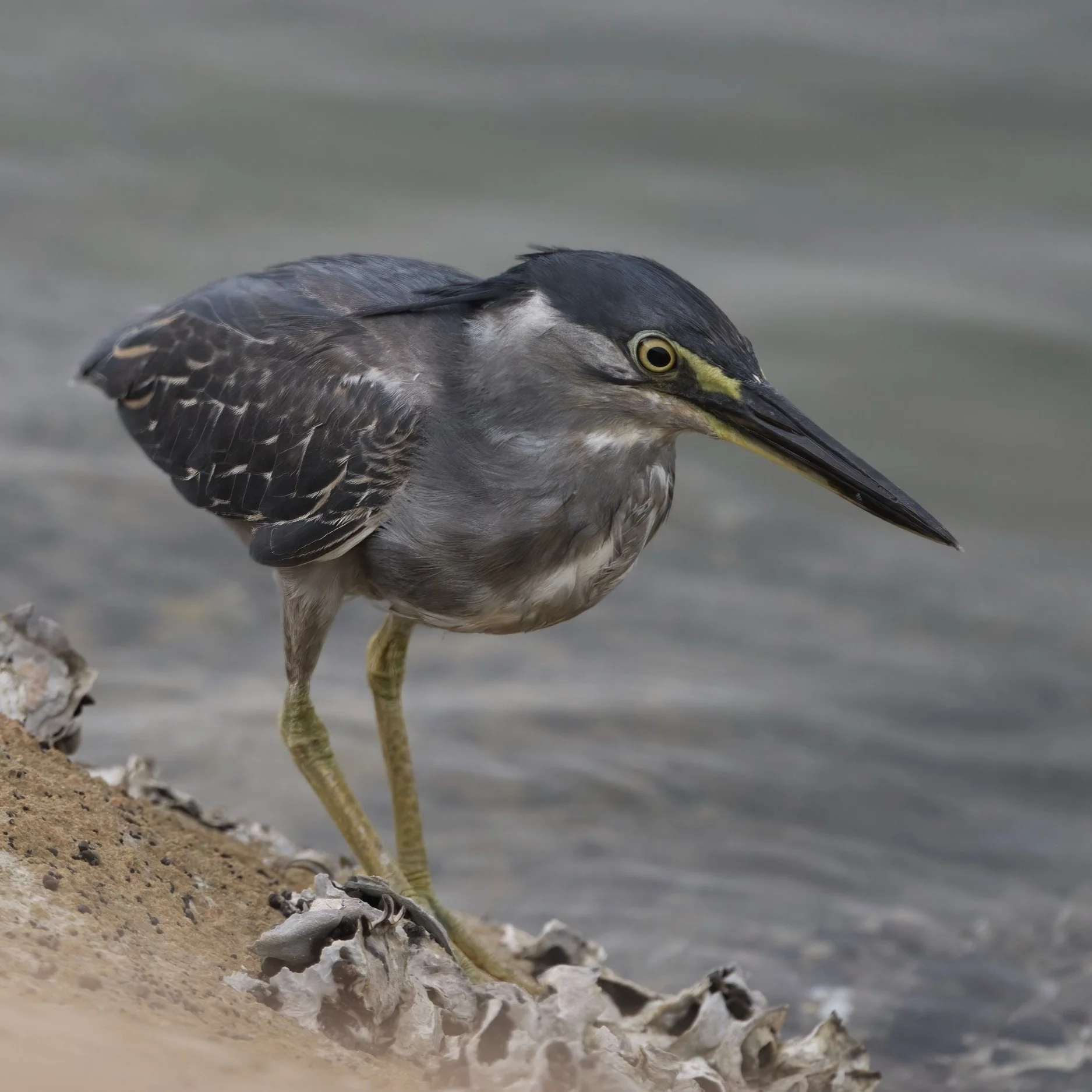 Striated Heron (Butorides striata)