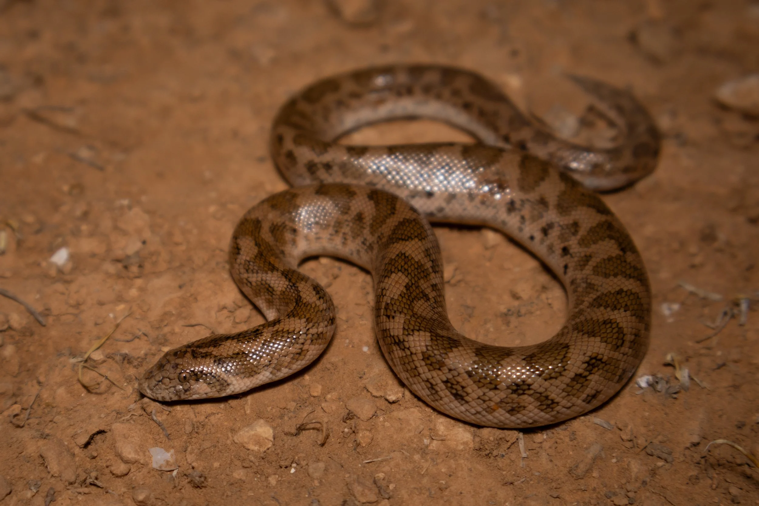 Javelin Sand Boa ( Eryx jaculus ) by Shady Akl  Snake, NonVenomous,Lebanon 