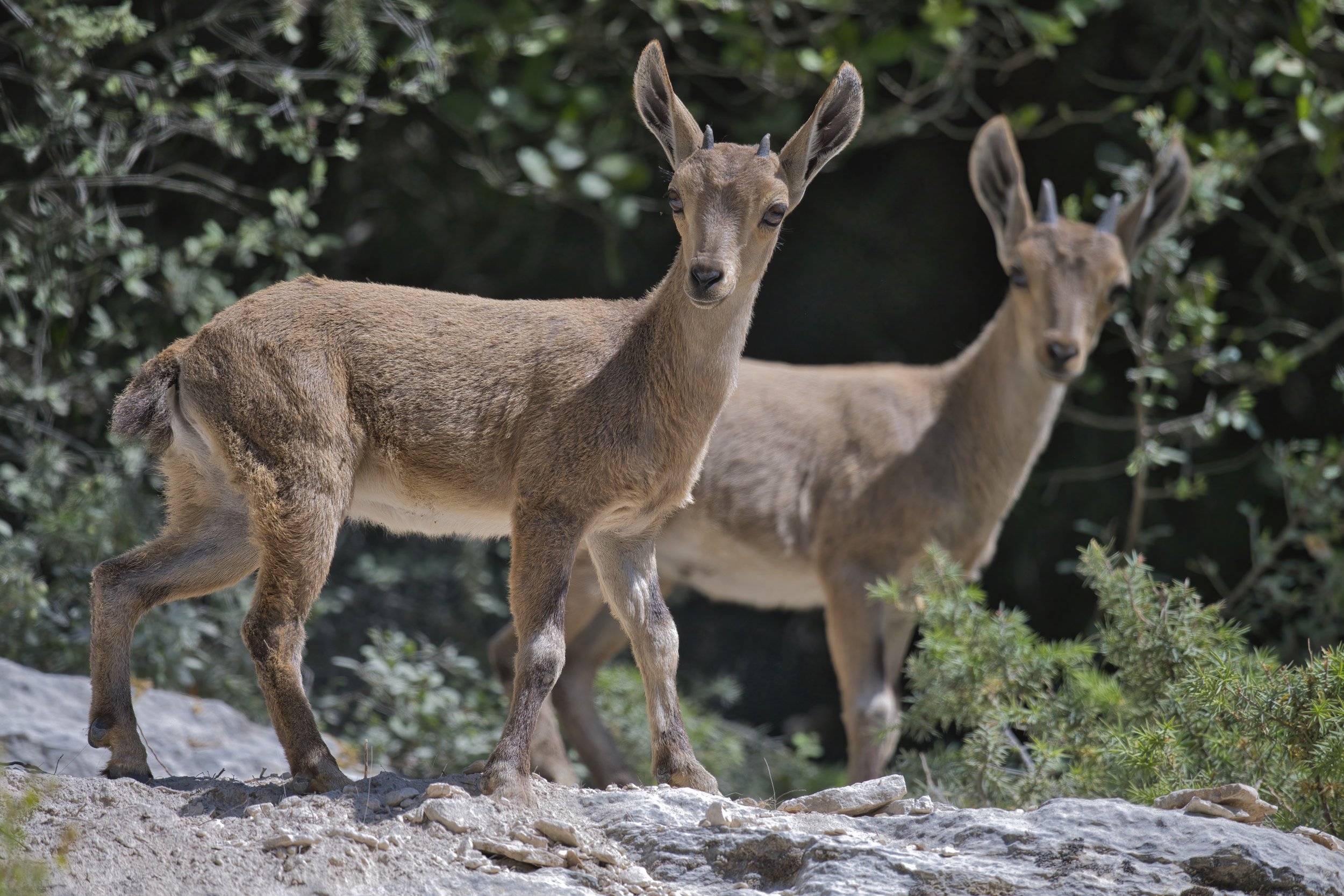 Wildlife photography lebanon