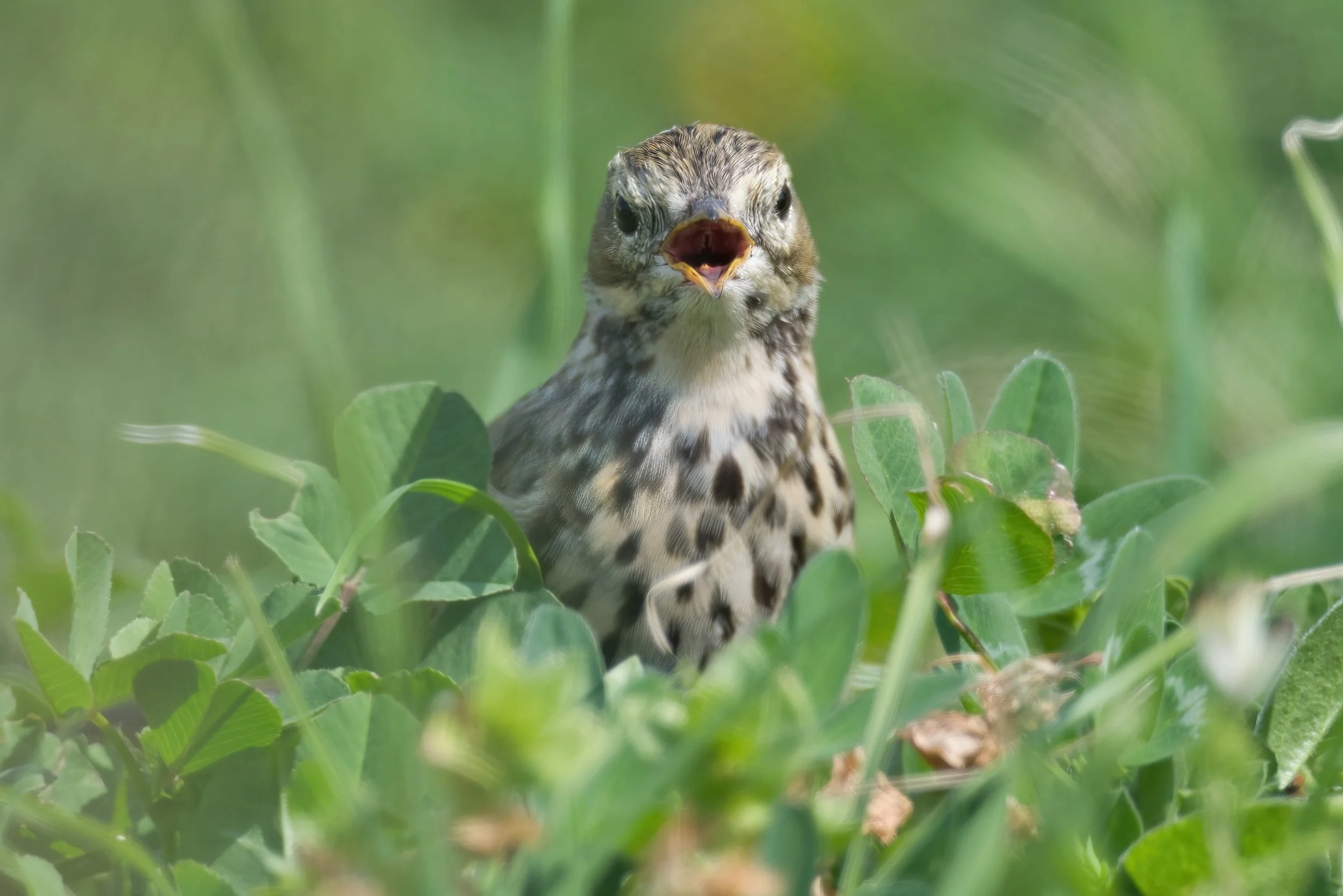 Meadow Pipit, Lebanon Jbeil 28-Feb