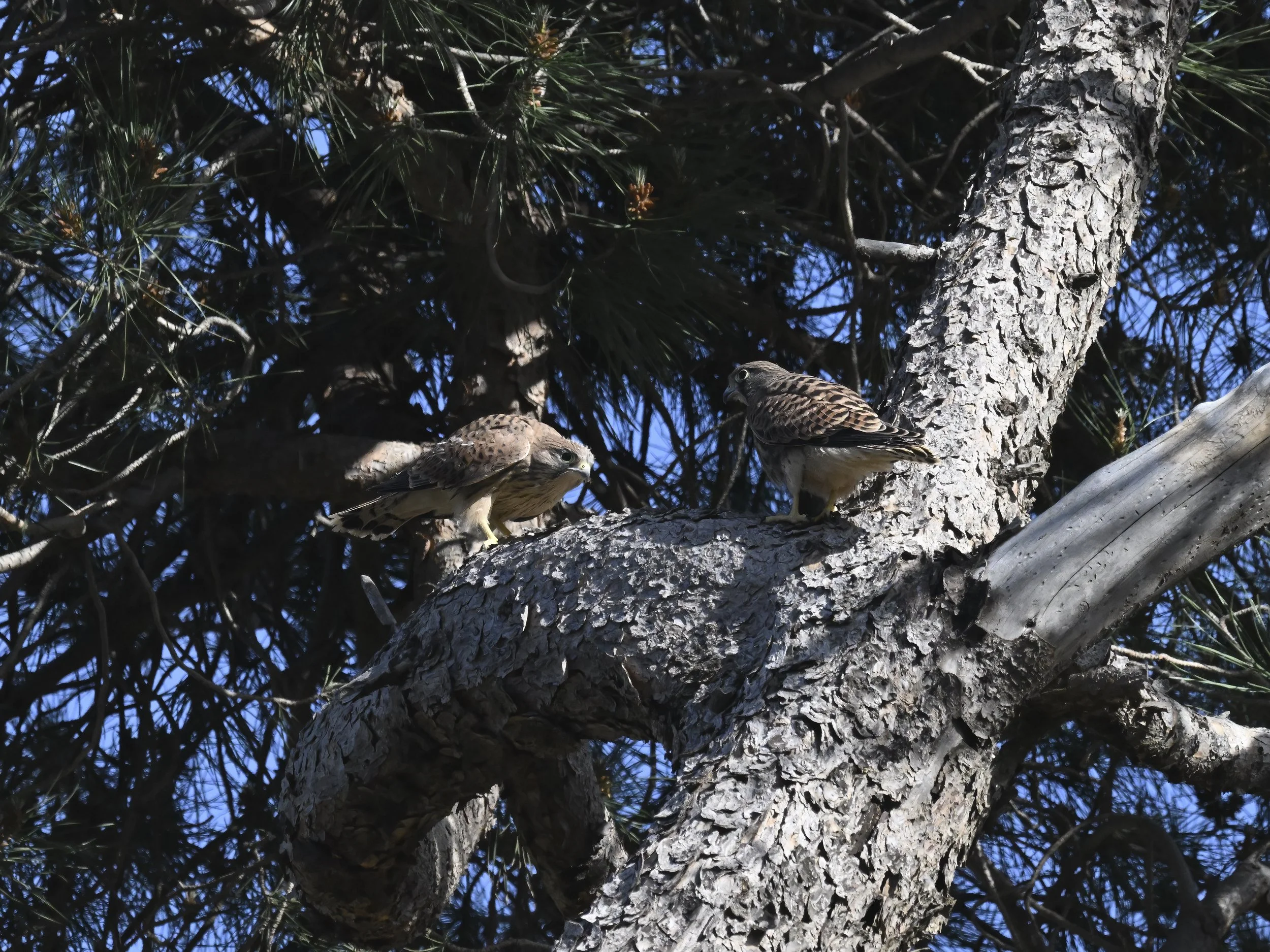 Birds of prey fledging