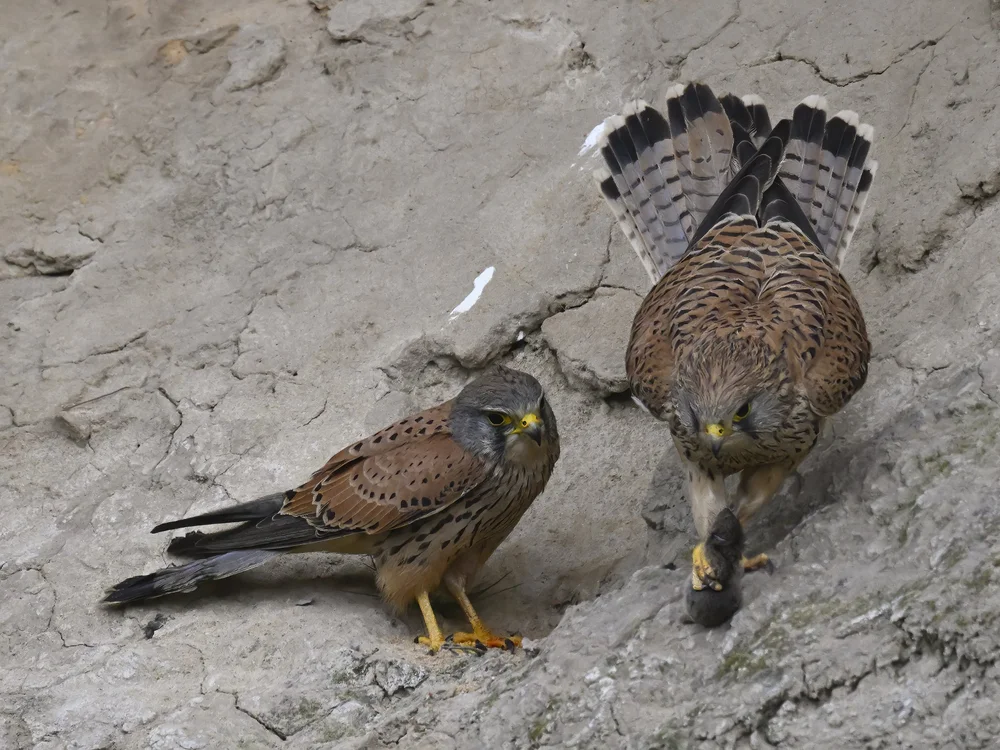 Eurasian Kestrel — best of the story