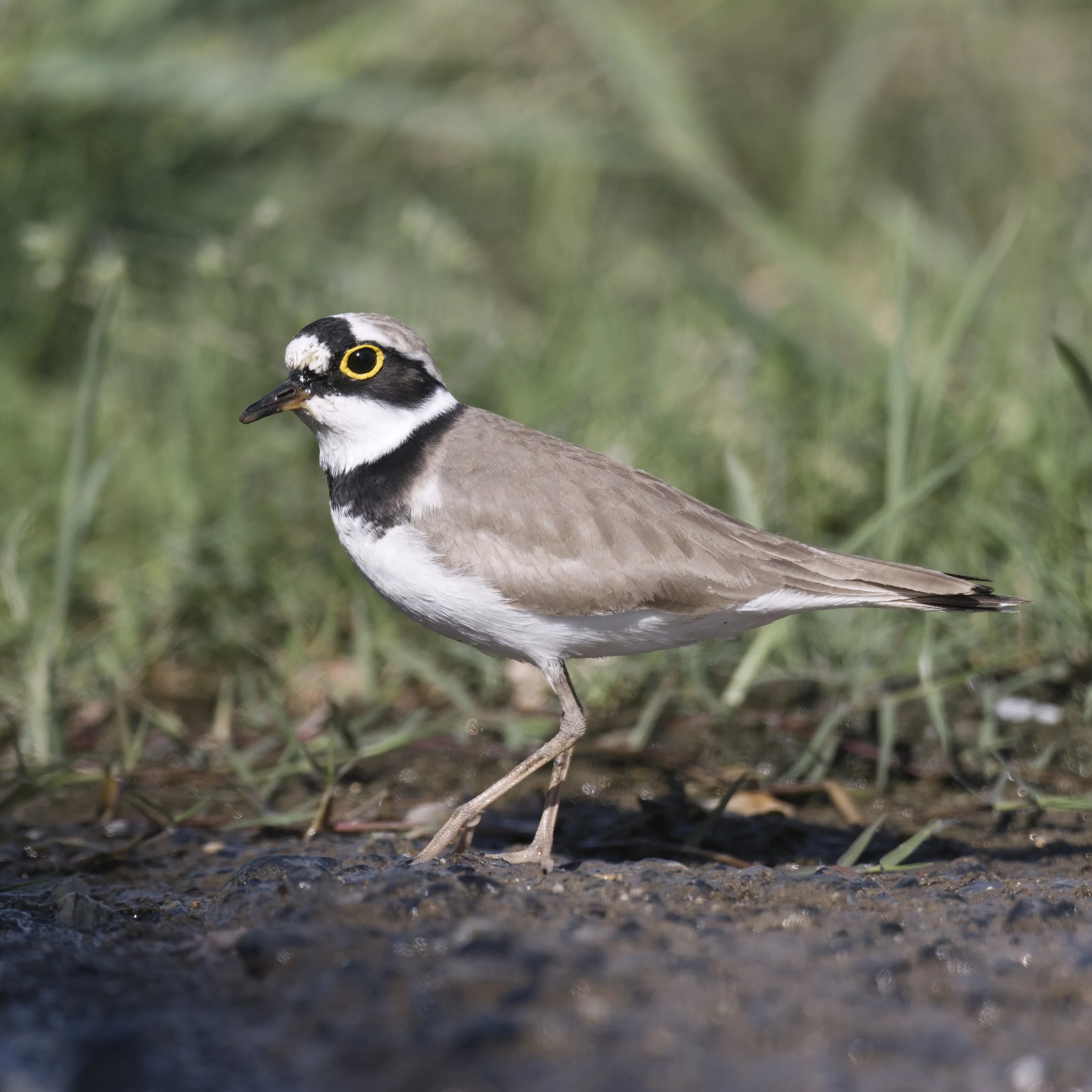 Little Ringed Plover (Charadrius dubius)