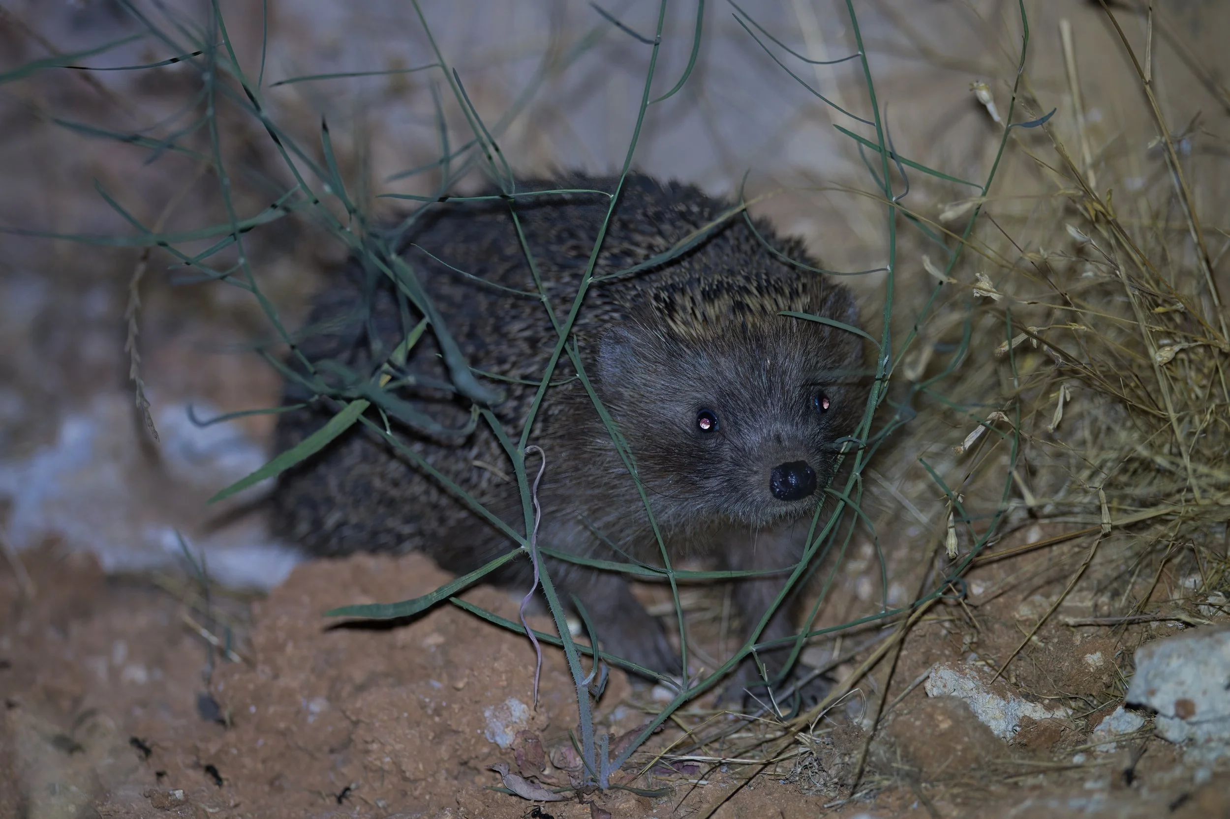Southern White-breasted Hedgehog (Erinaceus concolor)