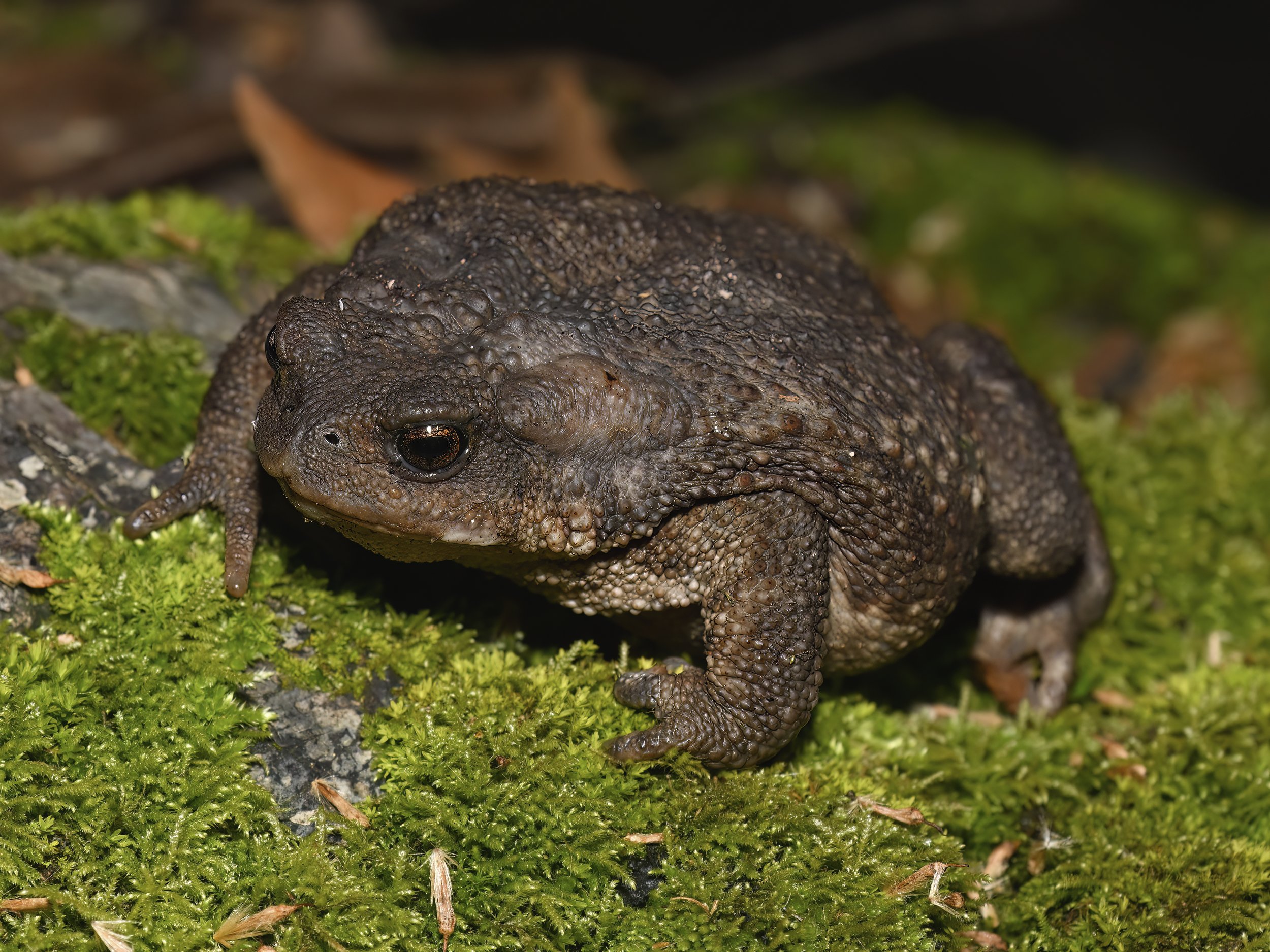 Herping photography