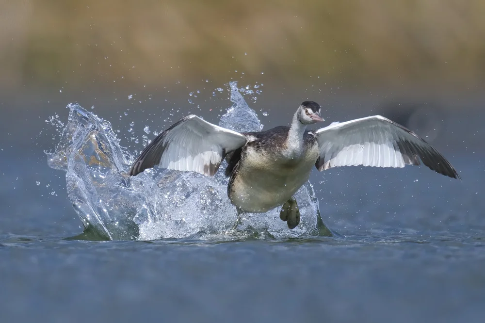 Great Crested Grebe in flight, Lebanon