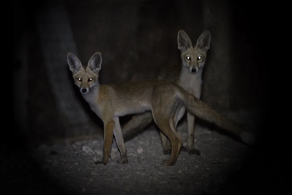 Wildlife photography lebanon