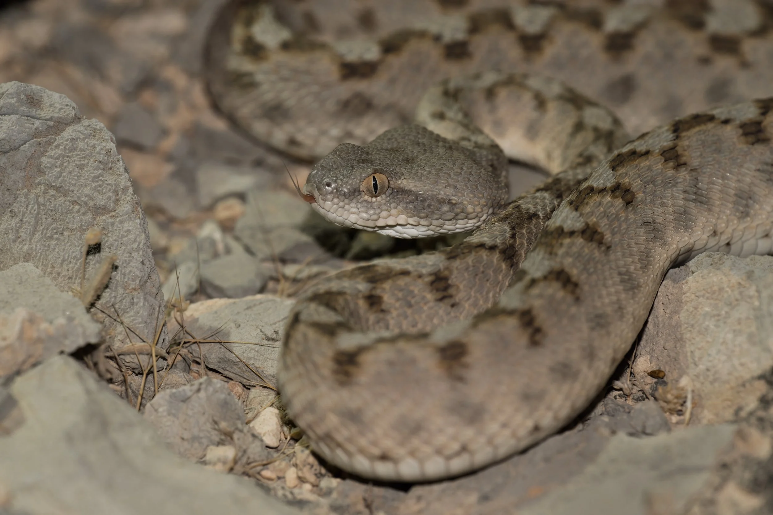 Mountains Night Herping 26-Sep-2026