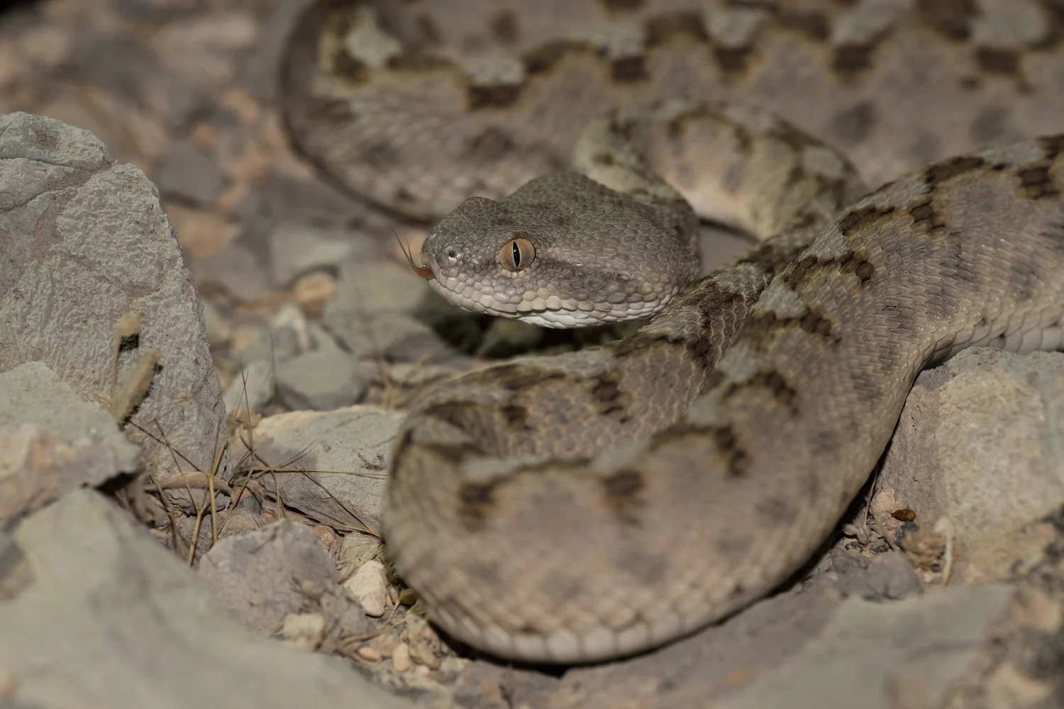 Hajar Saw-scaled Viper coiled among rocks at night