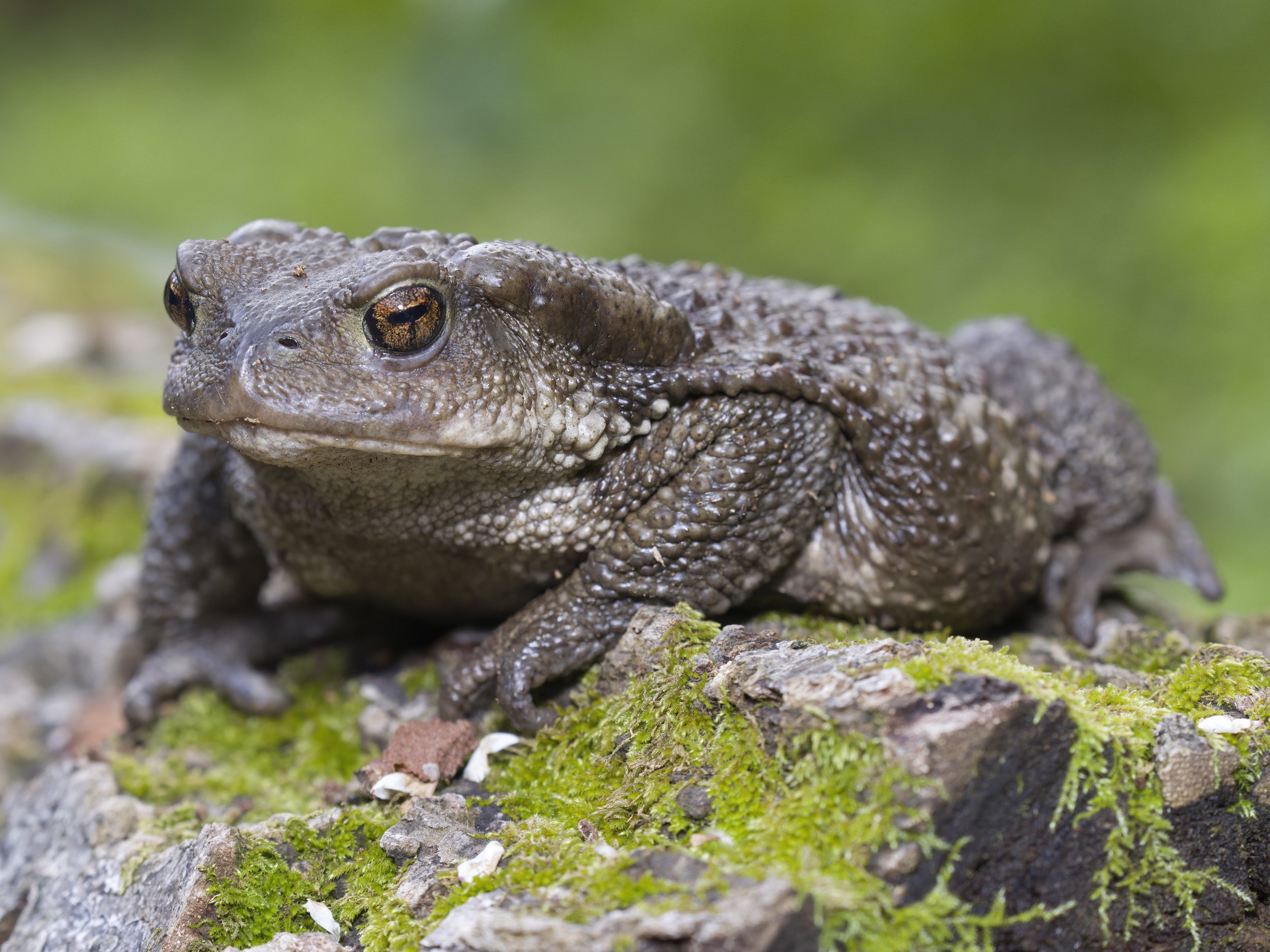 Toads Amphibians