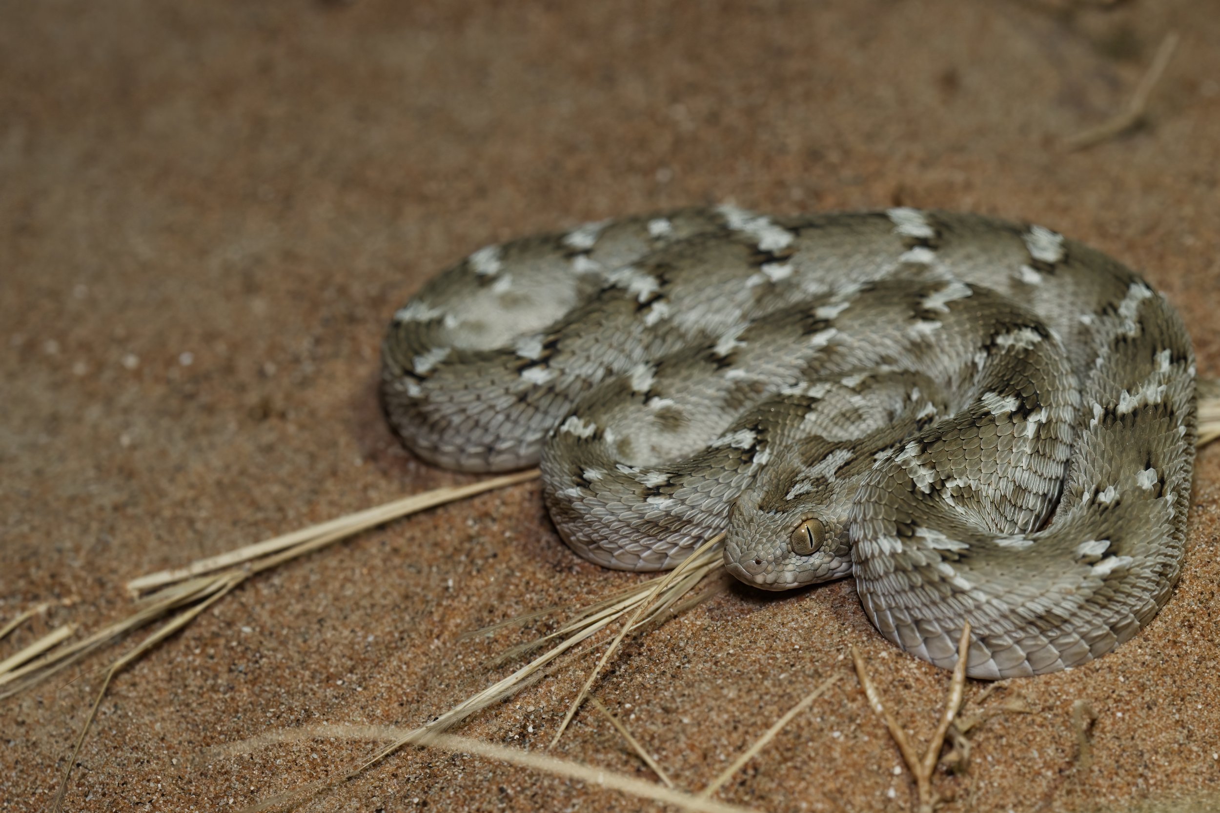 Sindh Saw-scaled Viper \ Echis carinatus