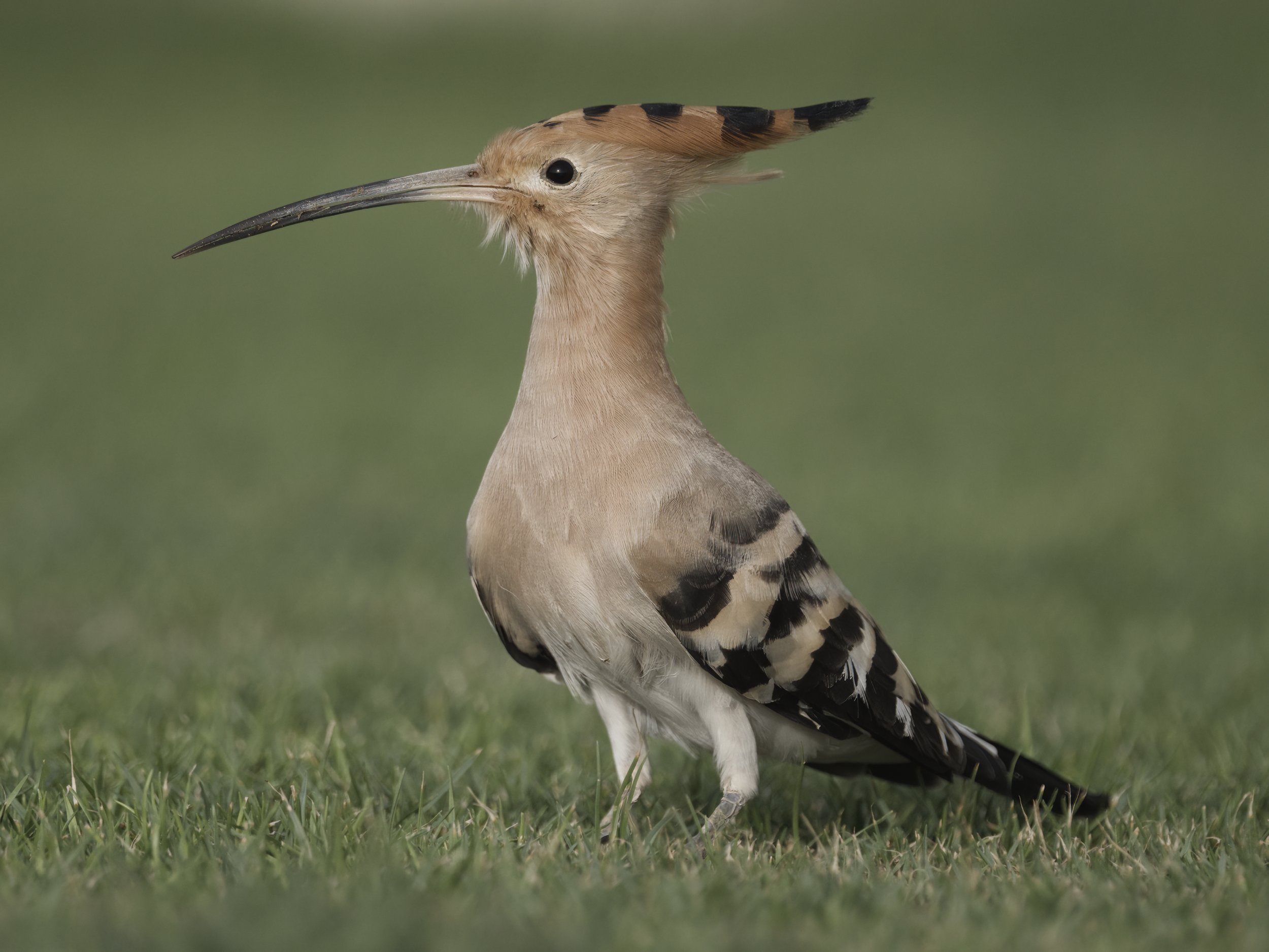 Birds United Arab Emirates UAE
