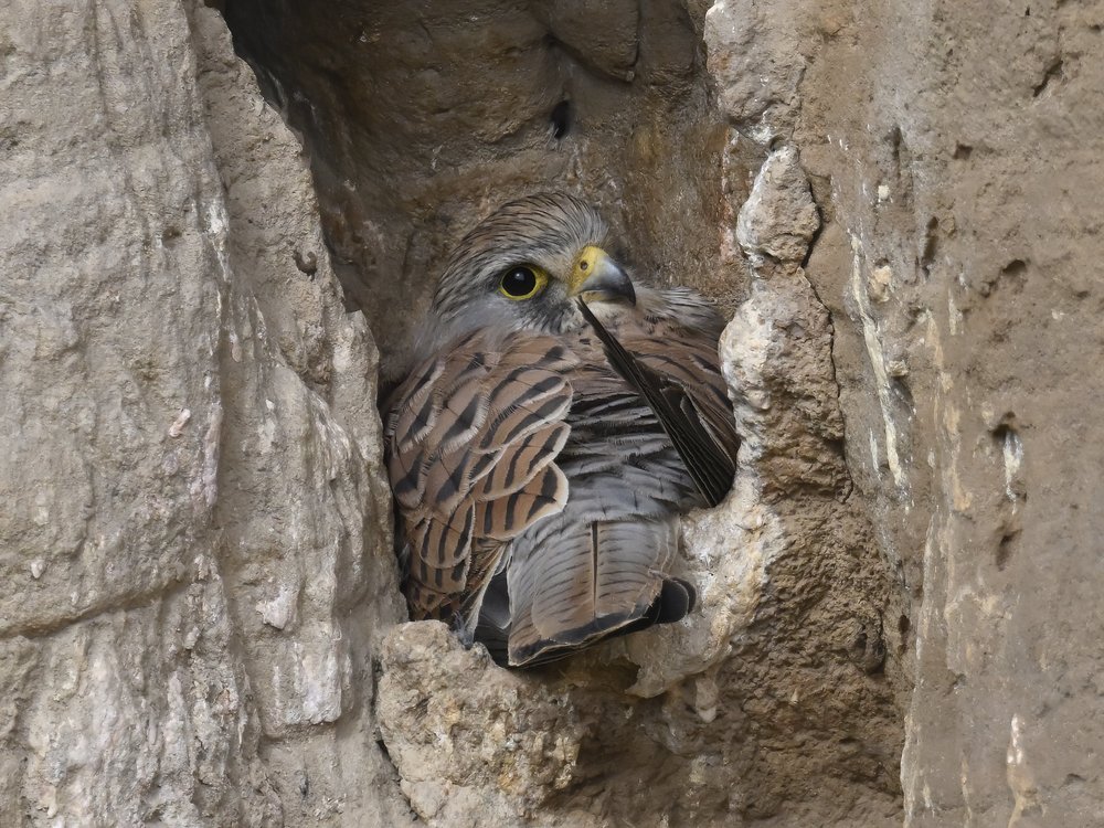 Eurasian Kestrel — Eurasian Kestrel Incubating