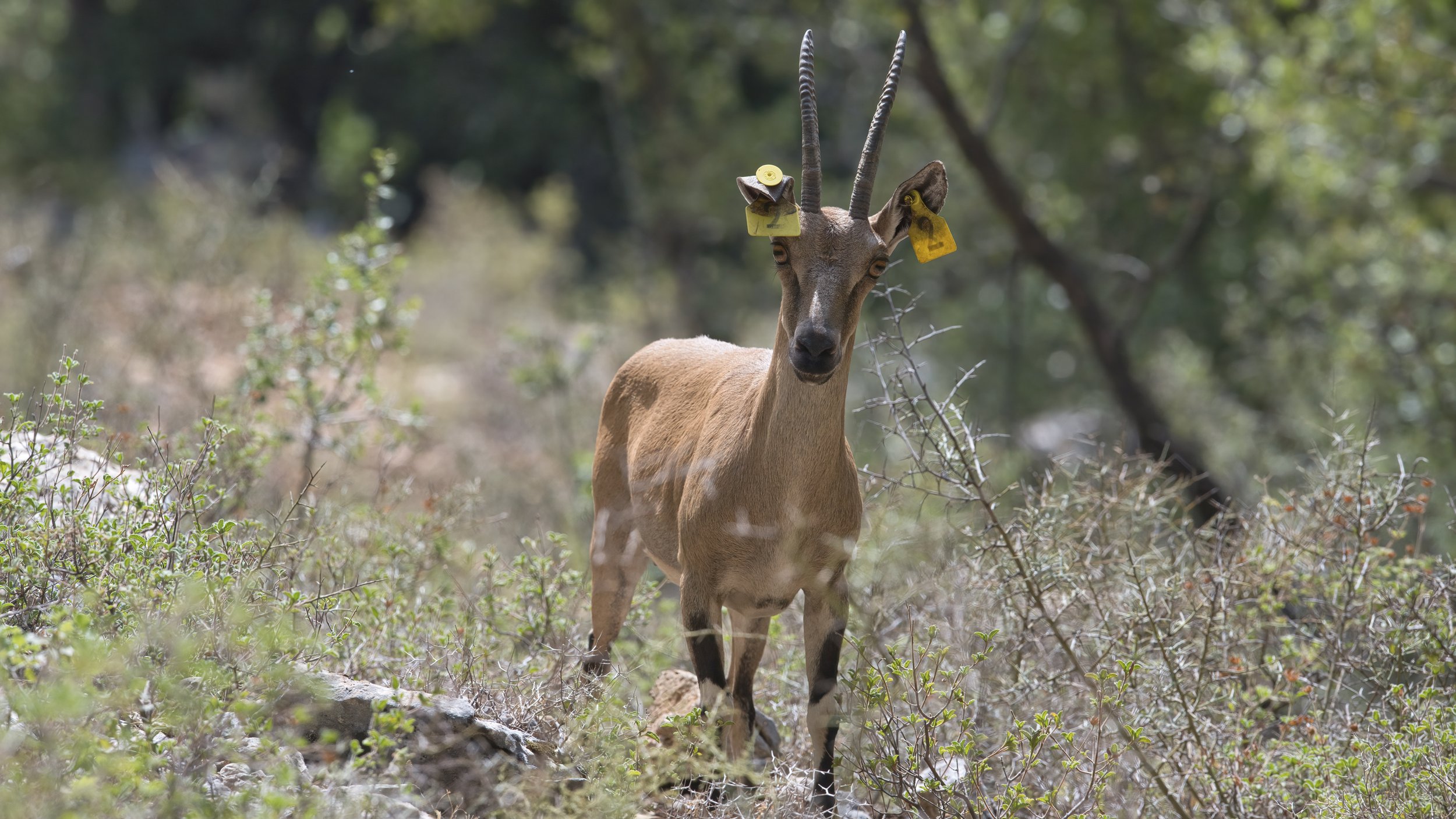 Wildlife photography lebanon