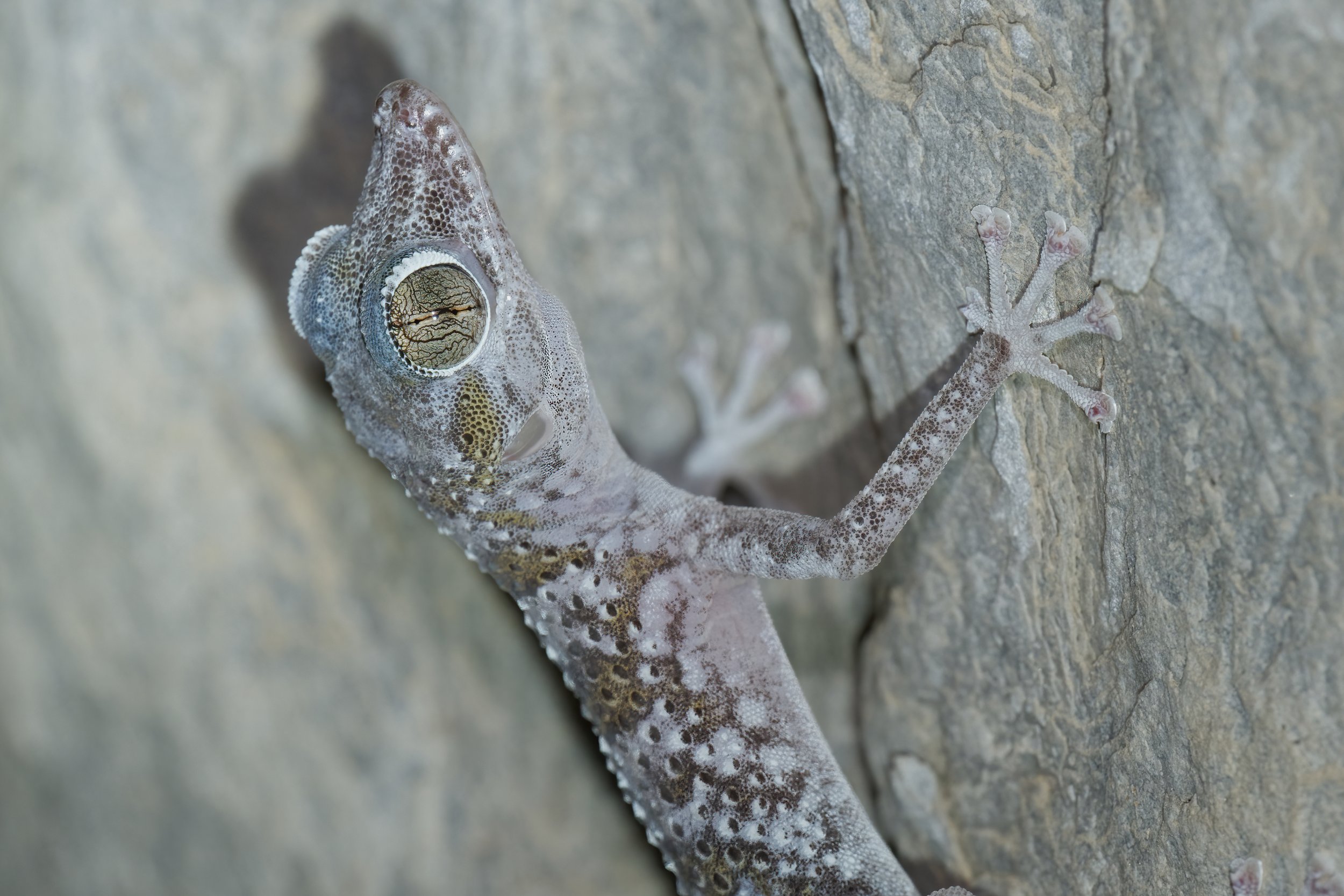 Gardner’s Leaf-toed Gecko \ Asaccus gardneri