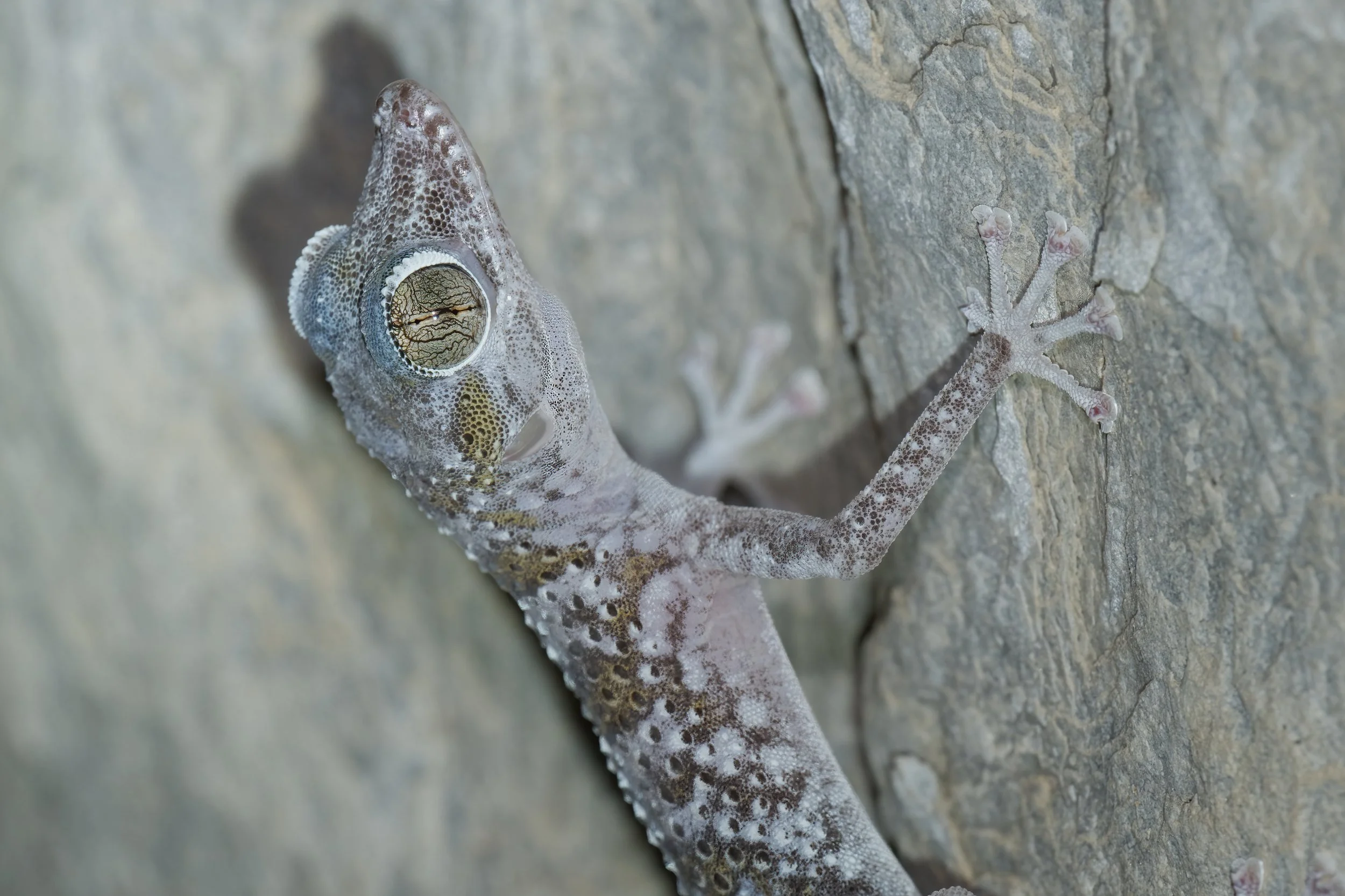 Endemic reptiles in Hajar Mountains