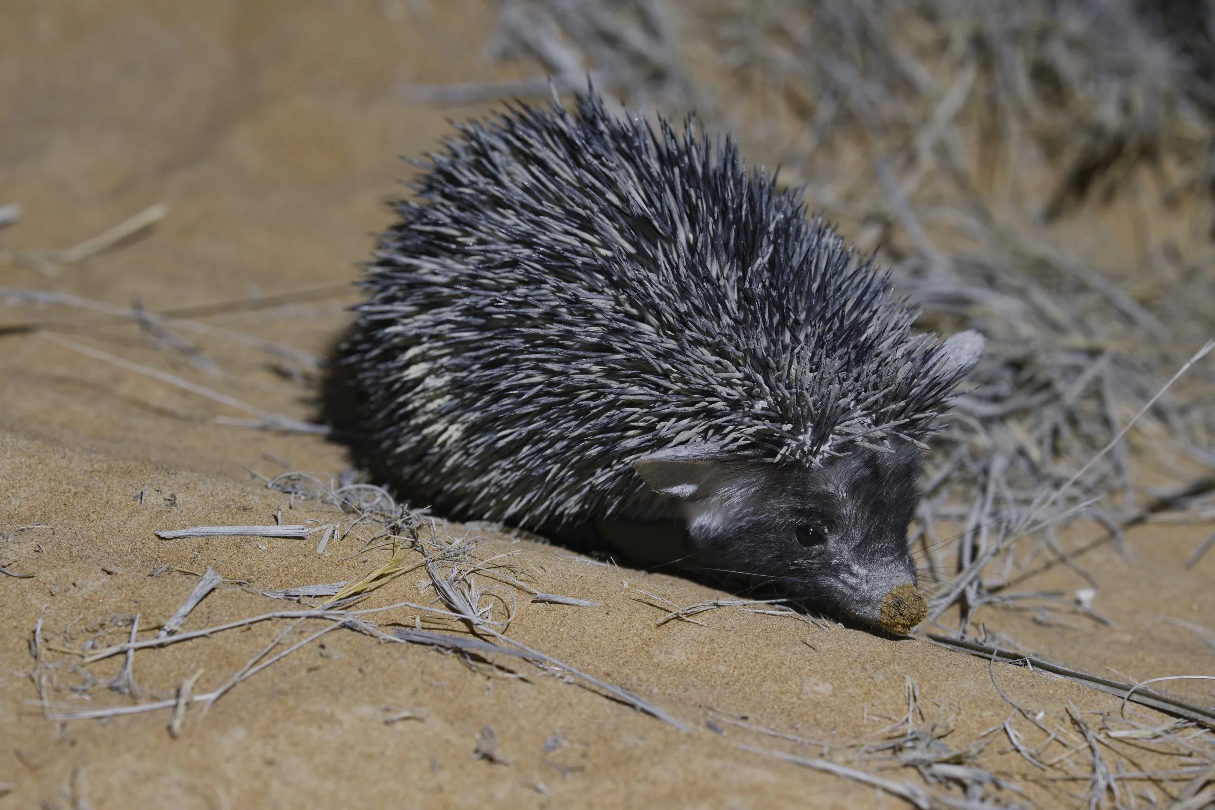 Desert Hedgehog moving across sandy ground in the United Arab Emirates.