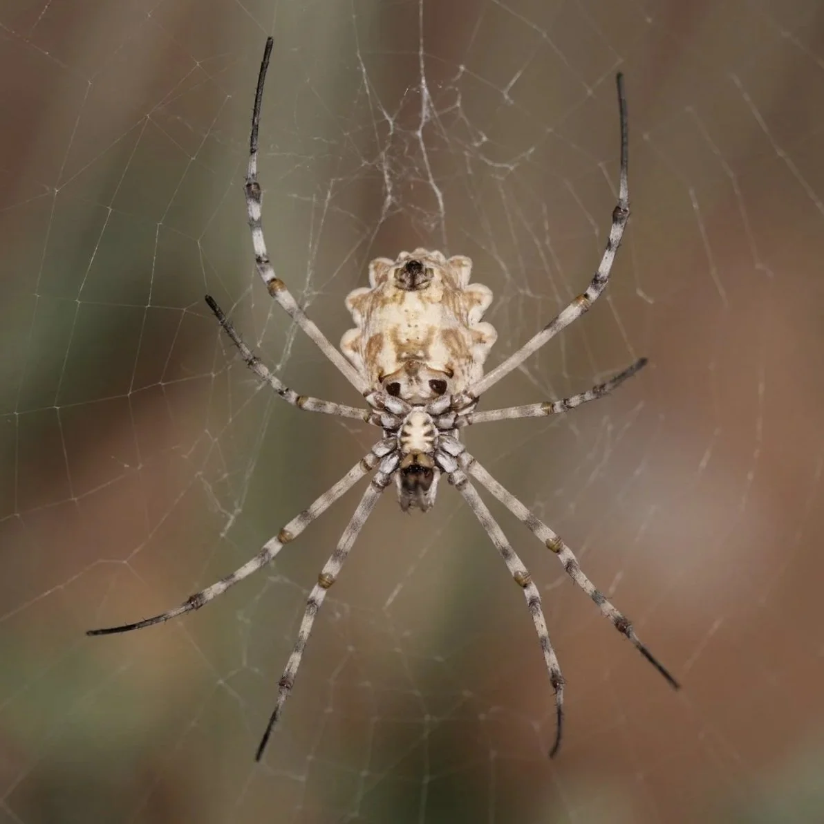 Lobed Argiope (Argiope lobata)