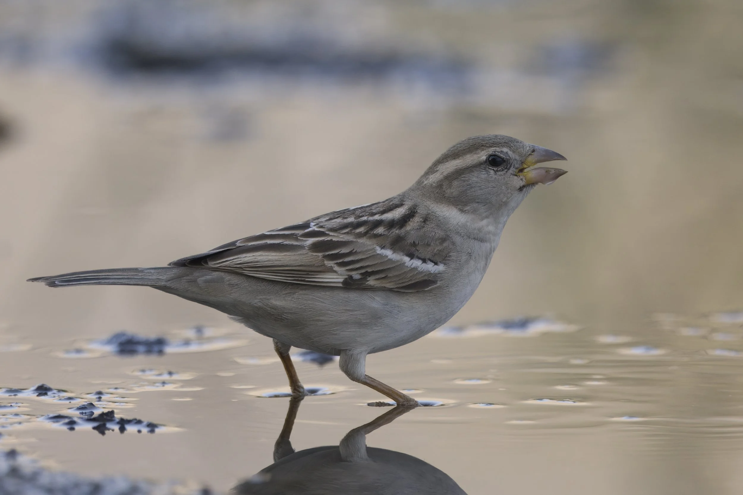House Sparrow (Passer domesticus)