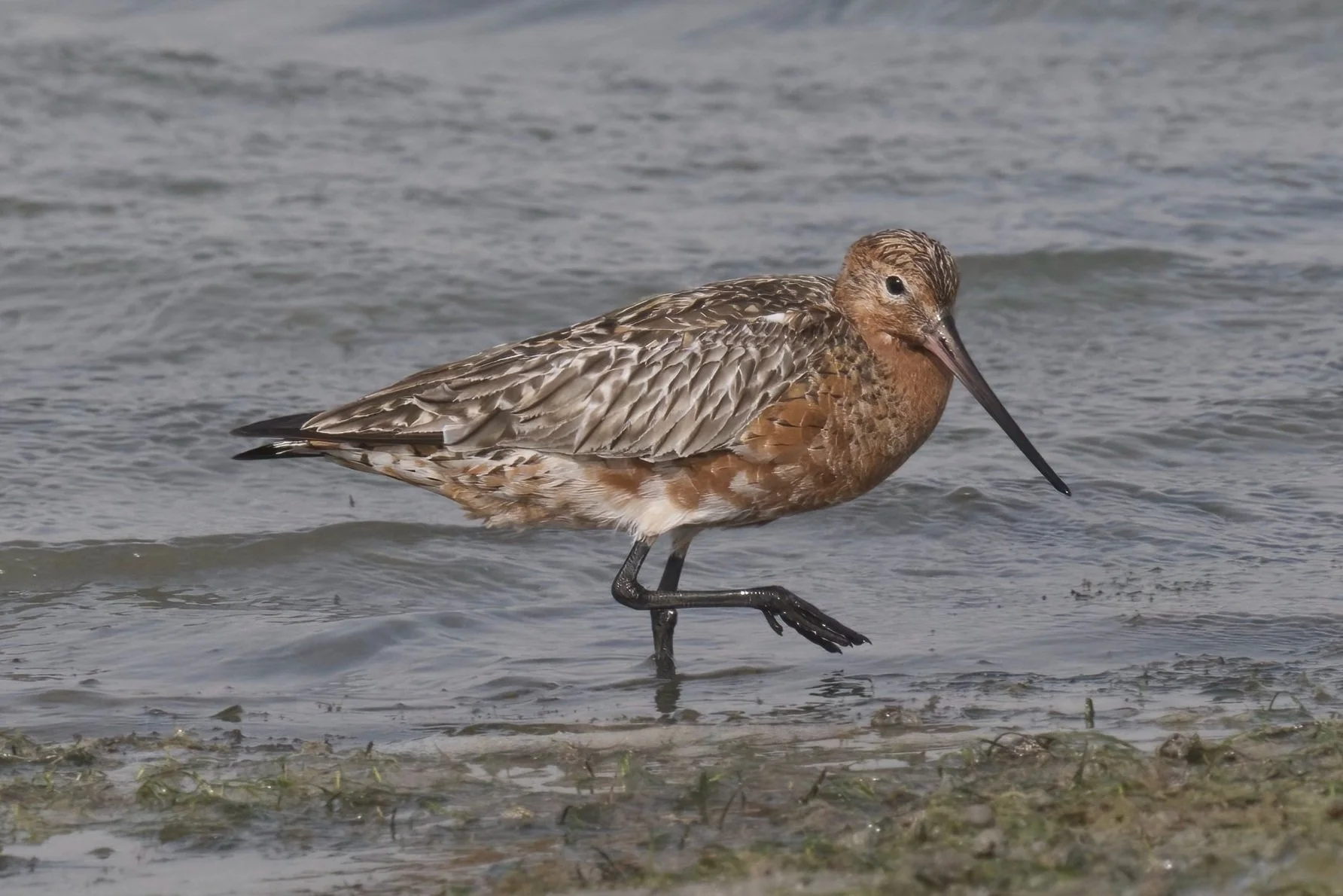 Z09_2288-Bar-tailed Godwit.jpg